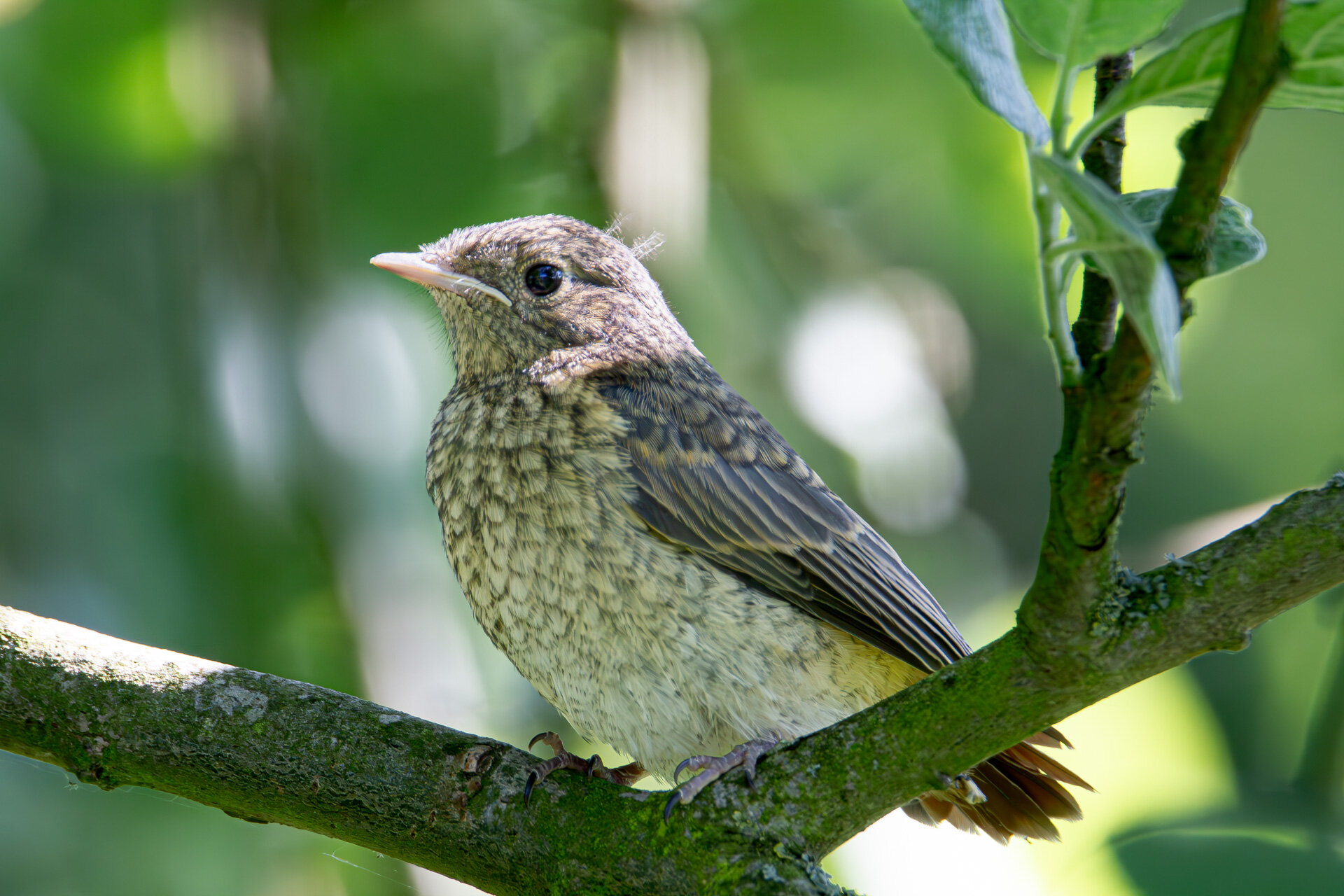 Rødstjert - Juvenil