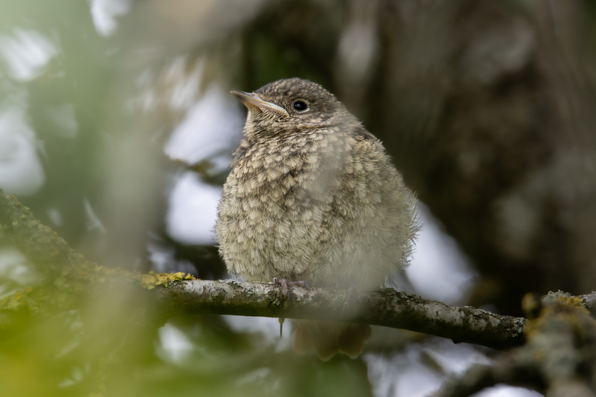 Rødstjert - Juvenil