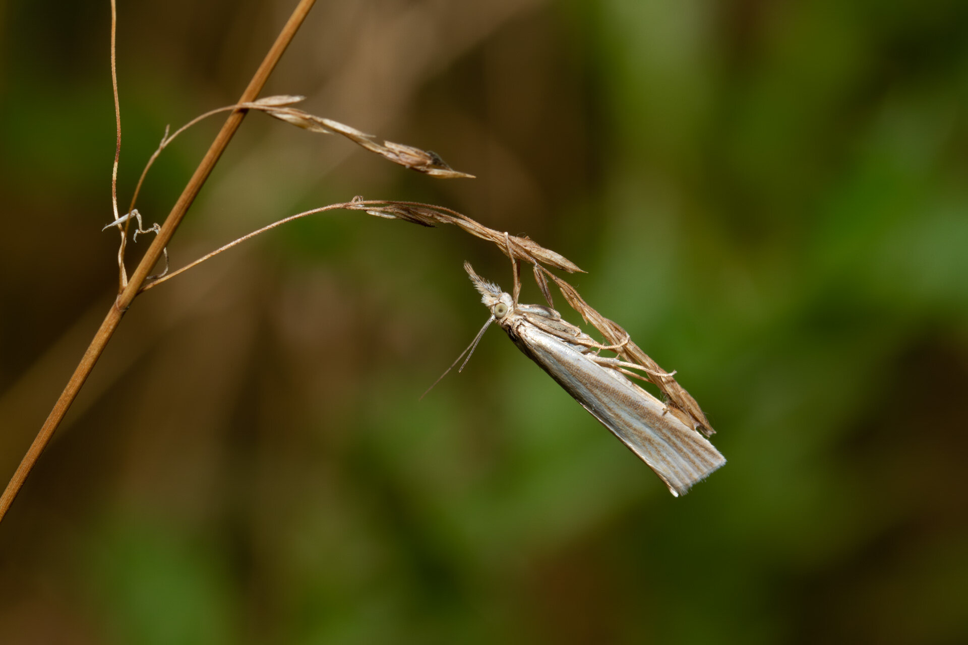 Crambus perlella