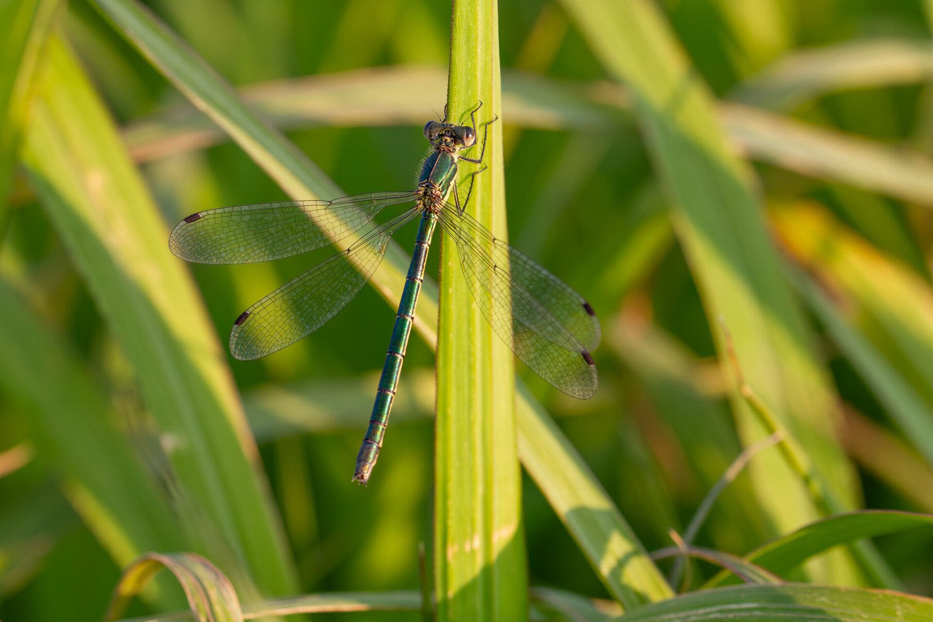 Sortmærket kobbervandnymfe - Hun