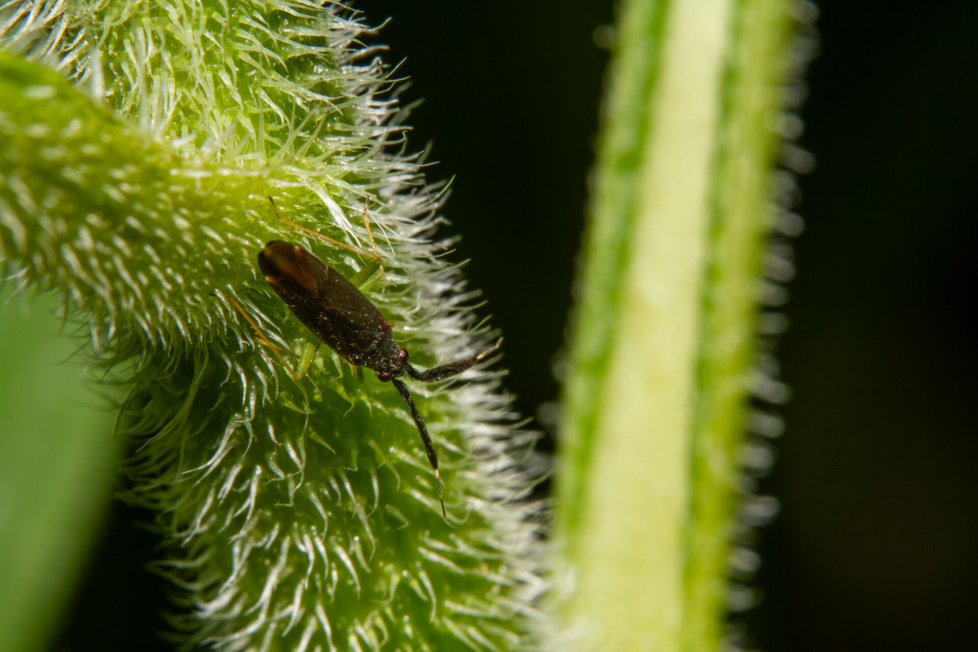 Køllehornet blomstertæge