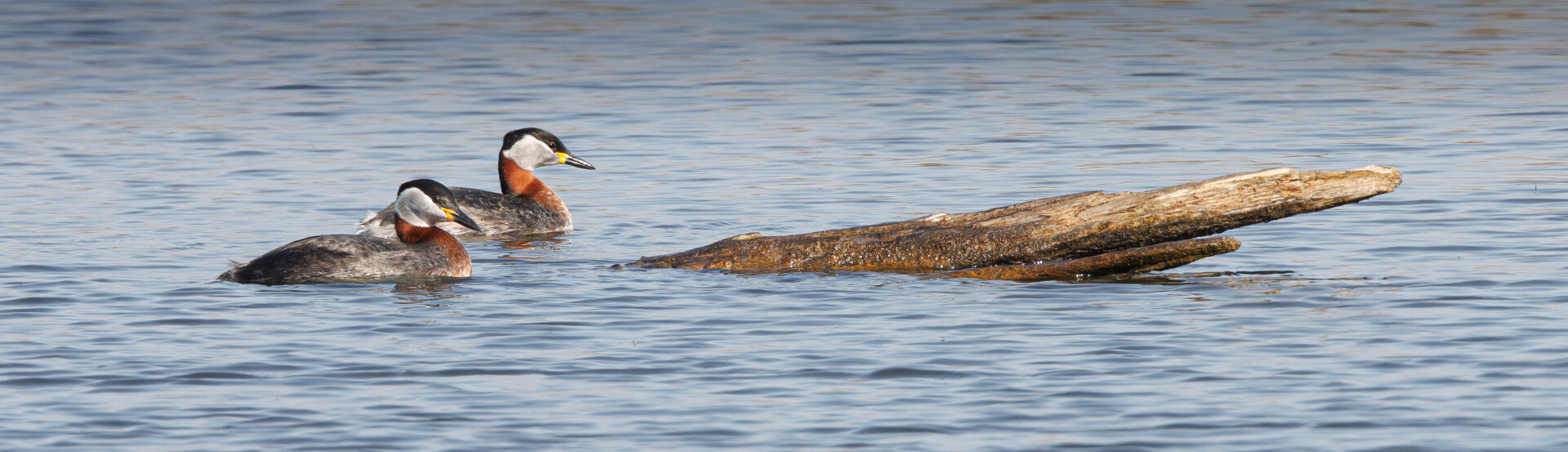 Gråstrubet lappedykker