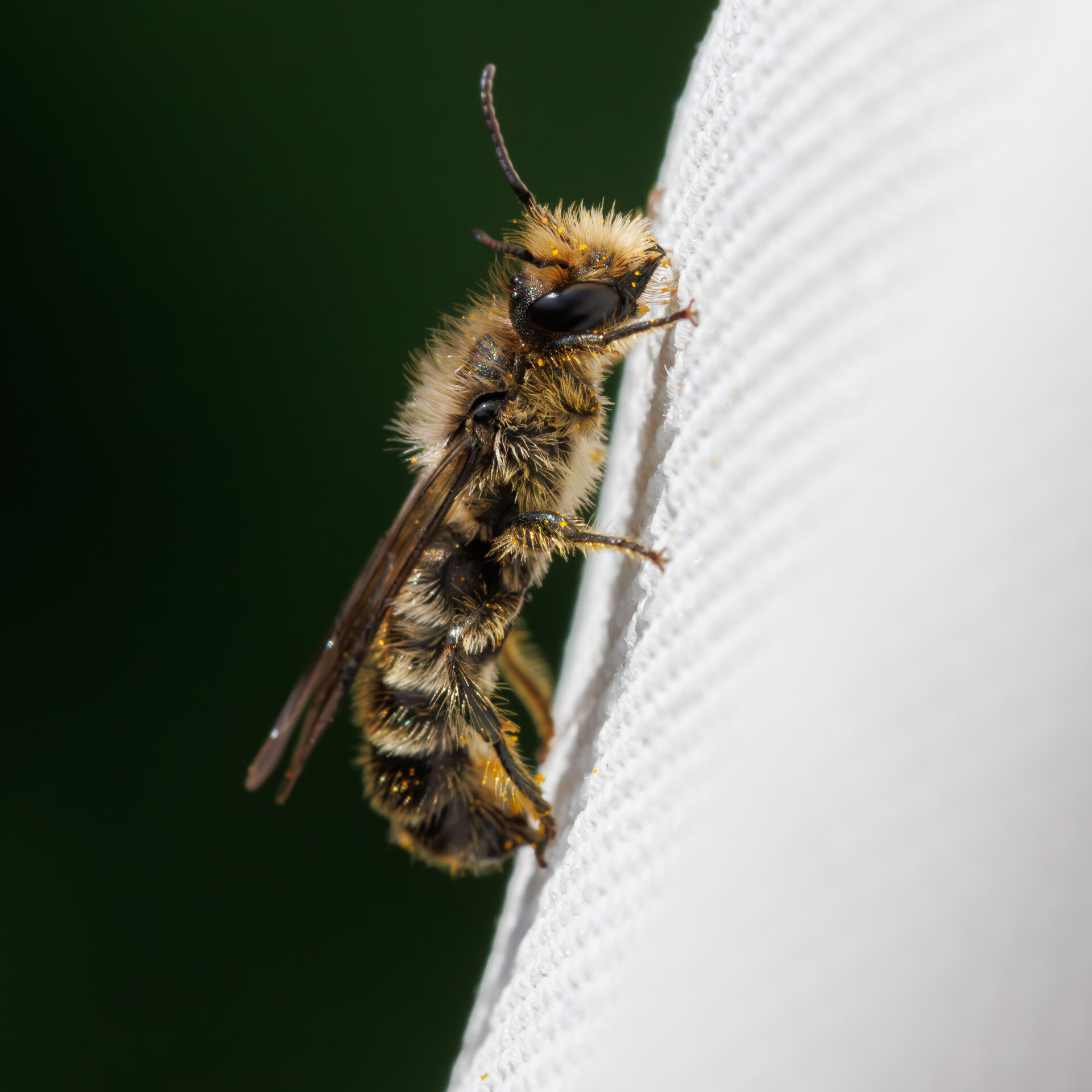 Ranunkelsaksebi - Han