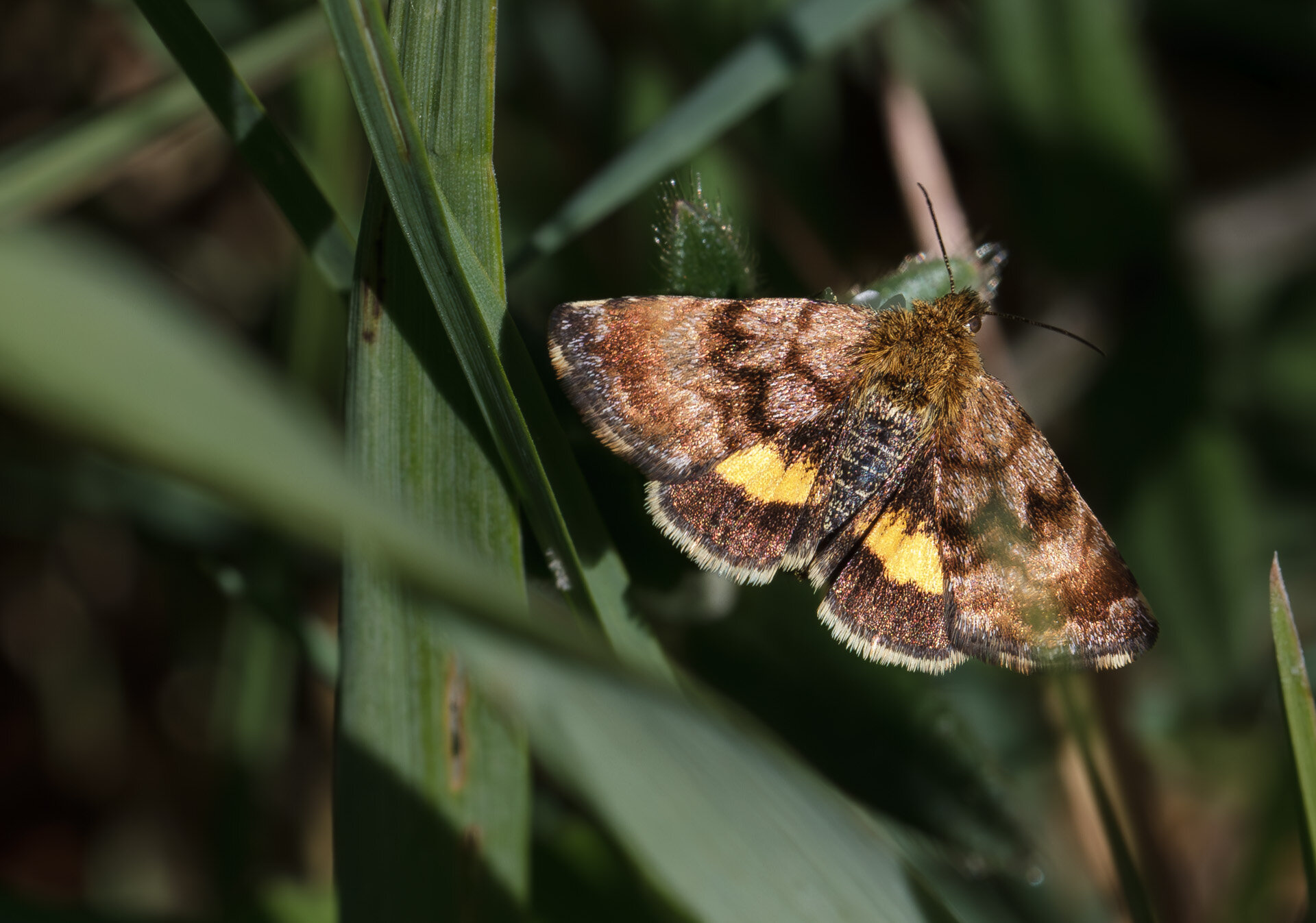 Hønsetarm-glansugle