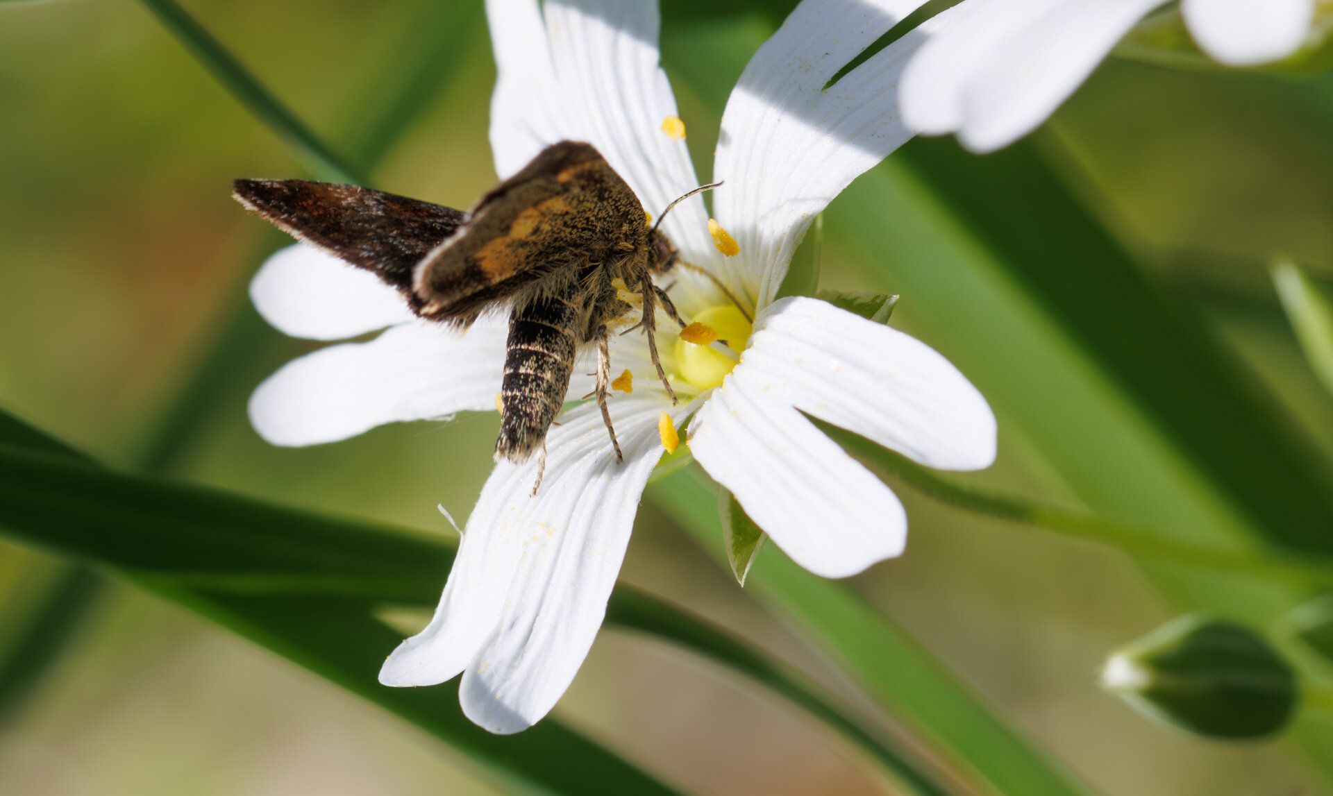 Hønsetarm-glansugle