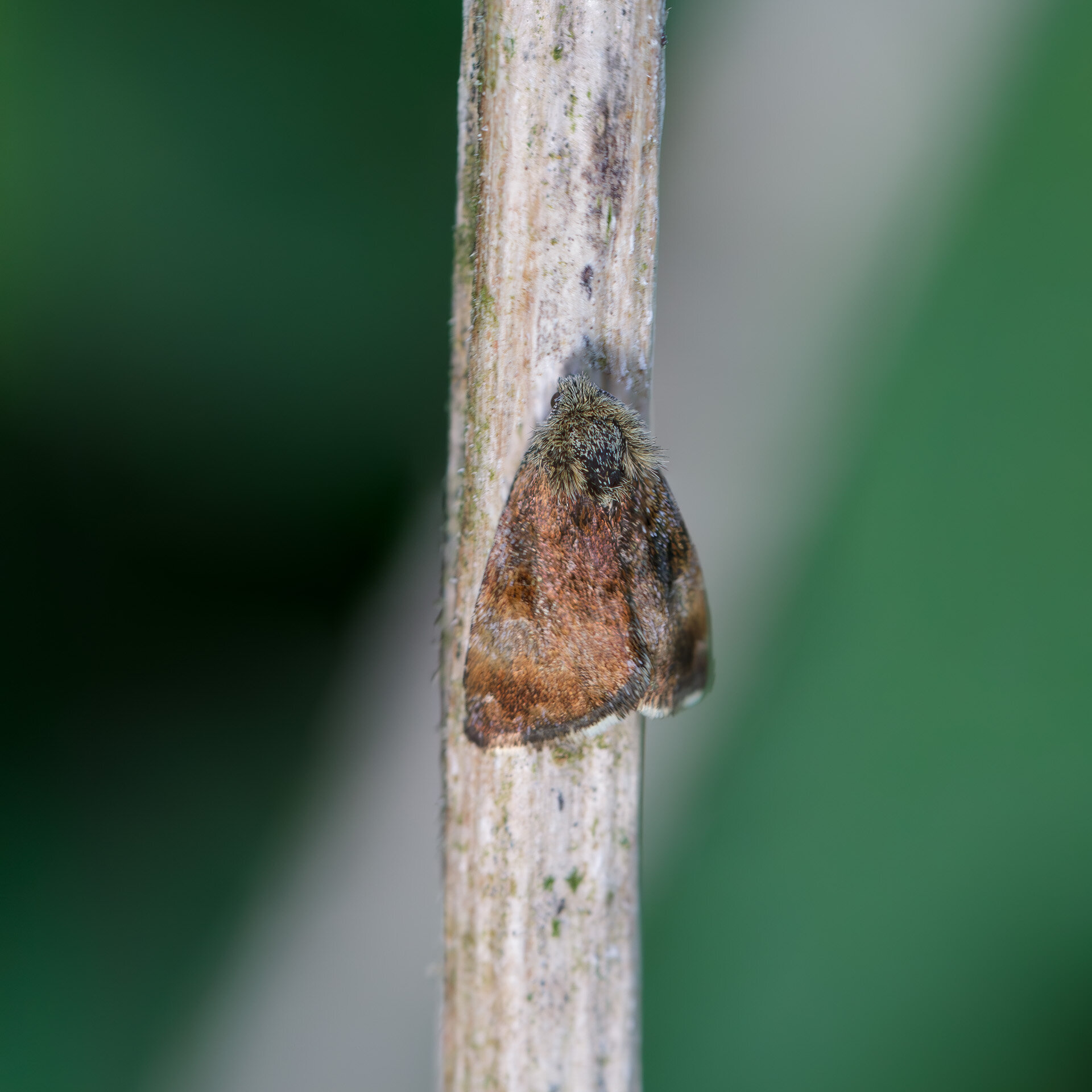 Hønsetarm-glansugle