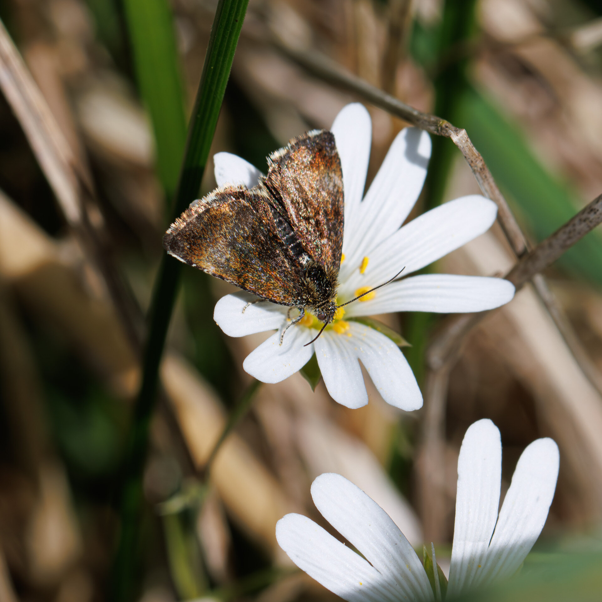 Hønsetarm-glansugle