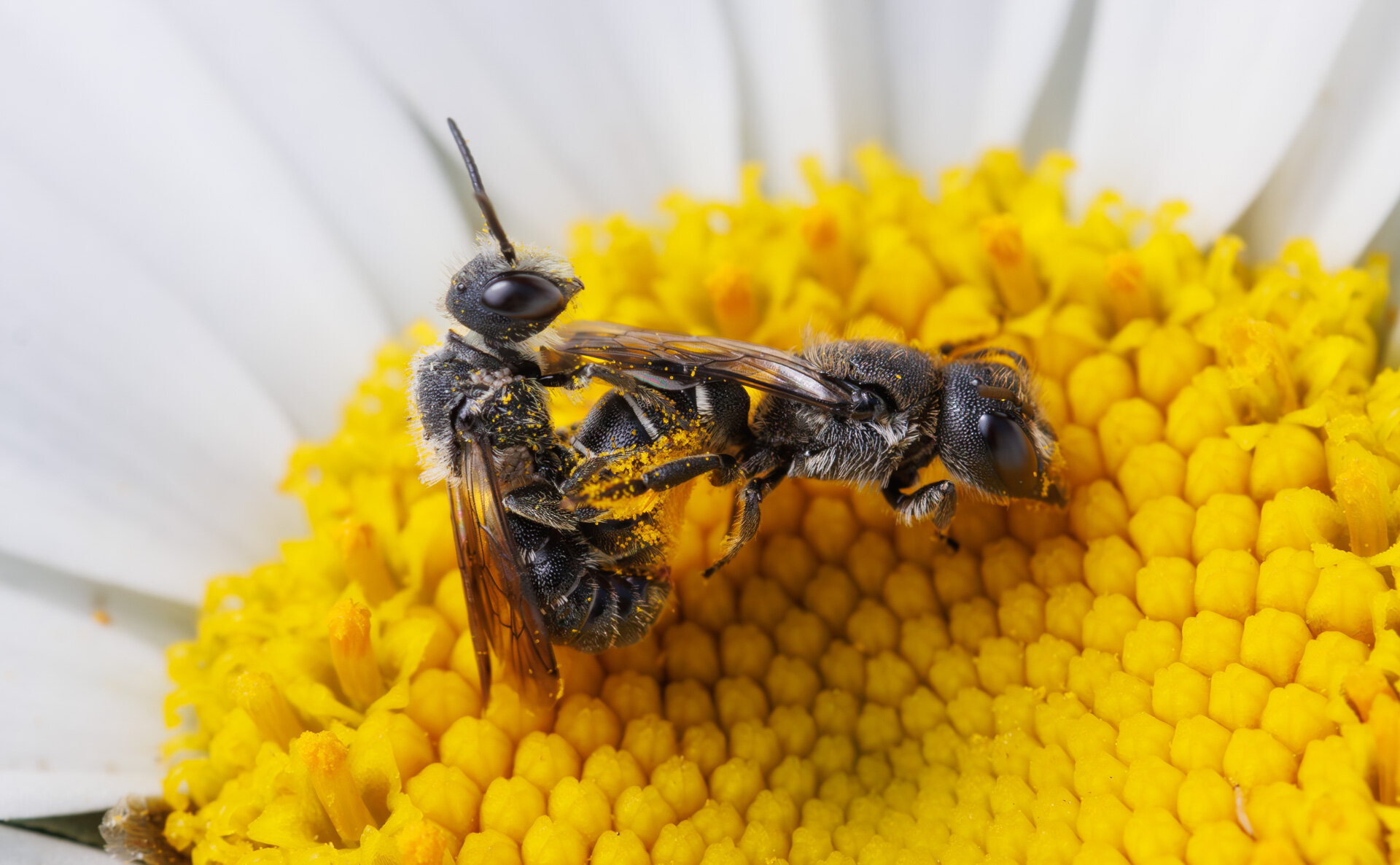 Der er Hulbi i haven