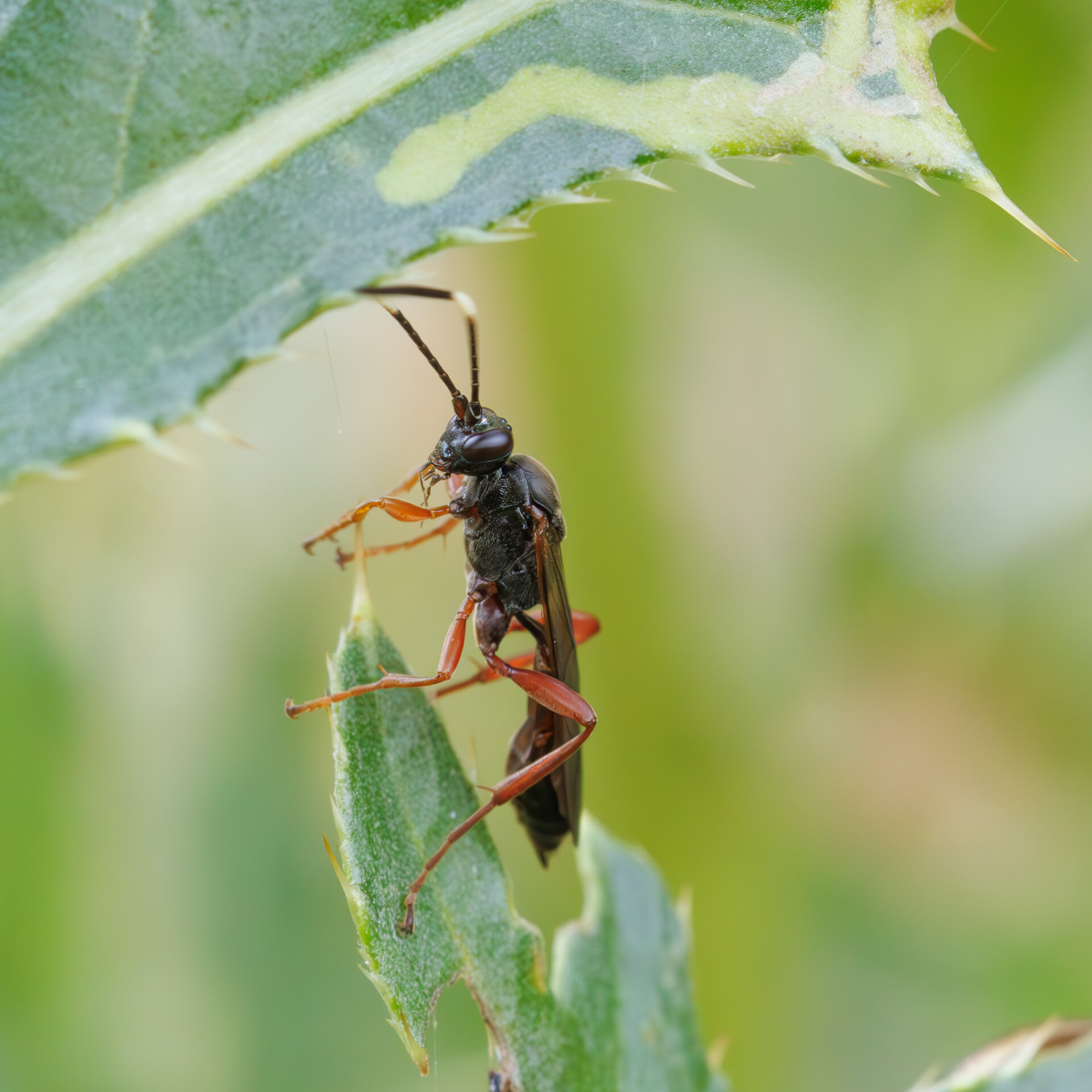 Aoplus ochropis