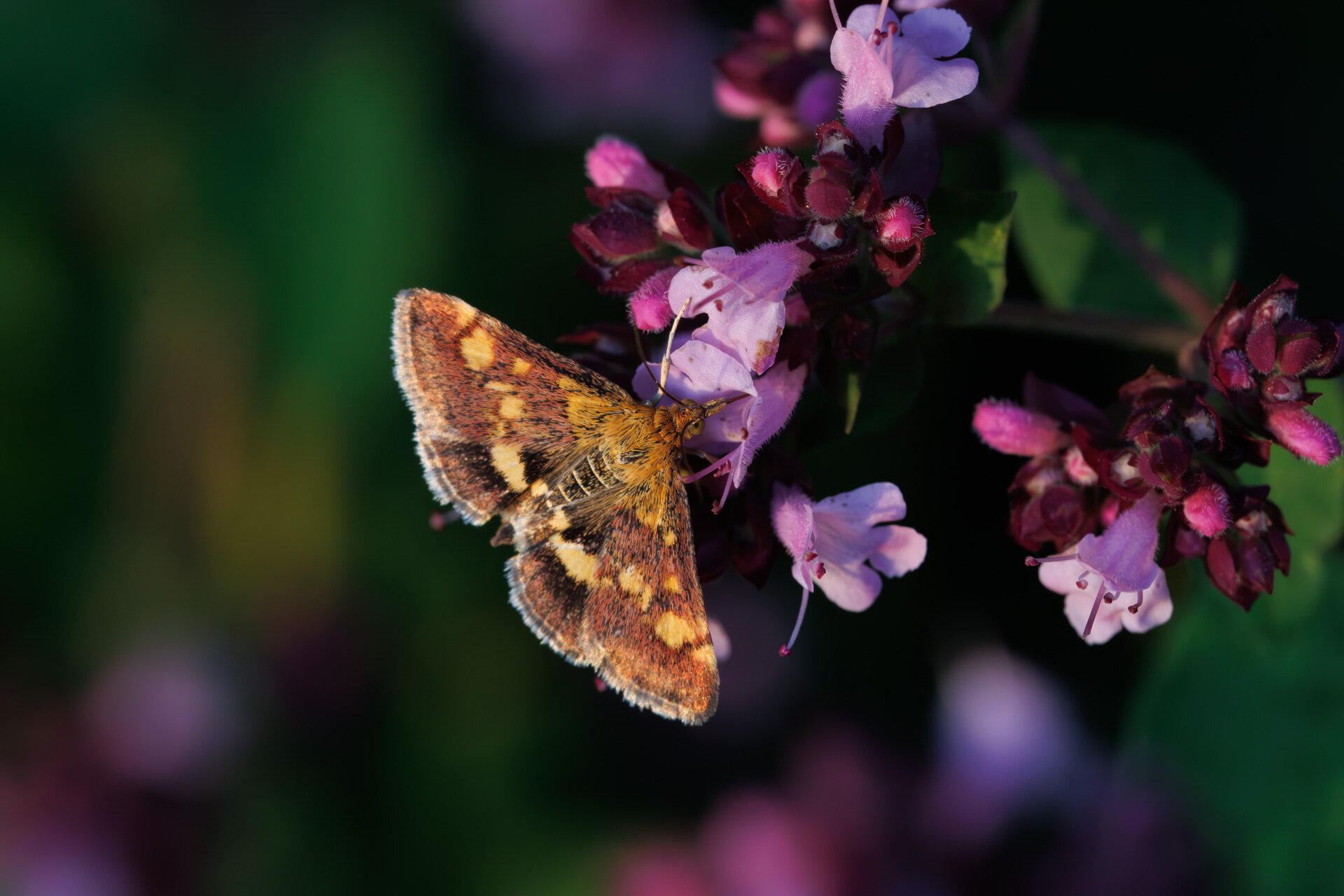Pyrausta aurata
