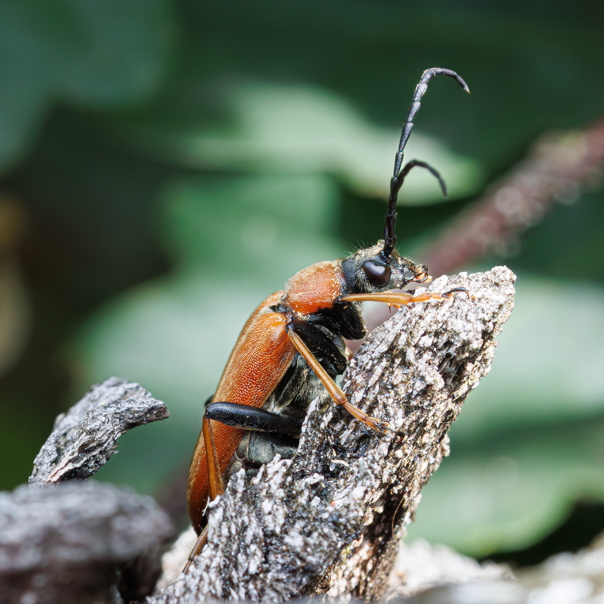 Rød Blomsterbuk - Hun