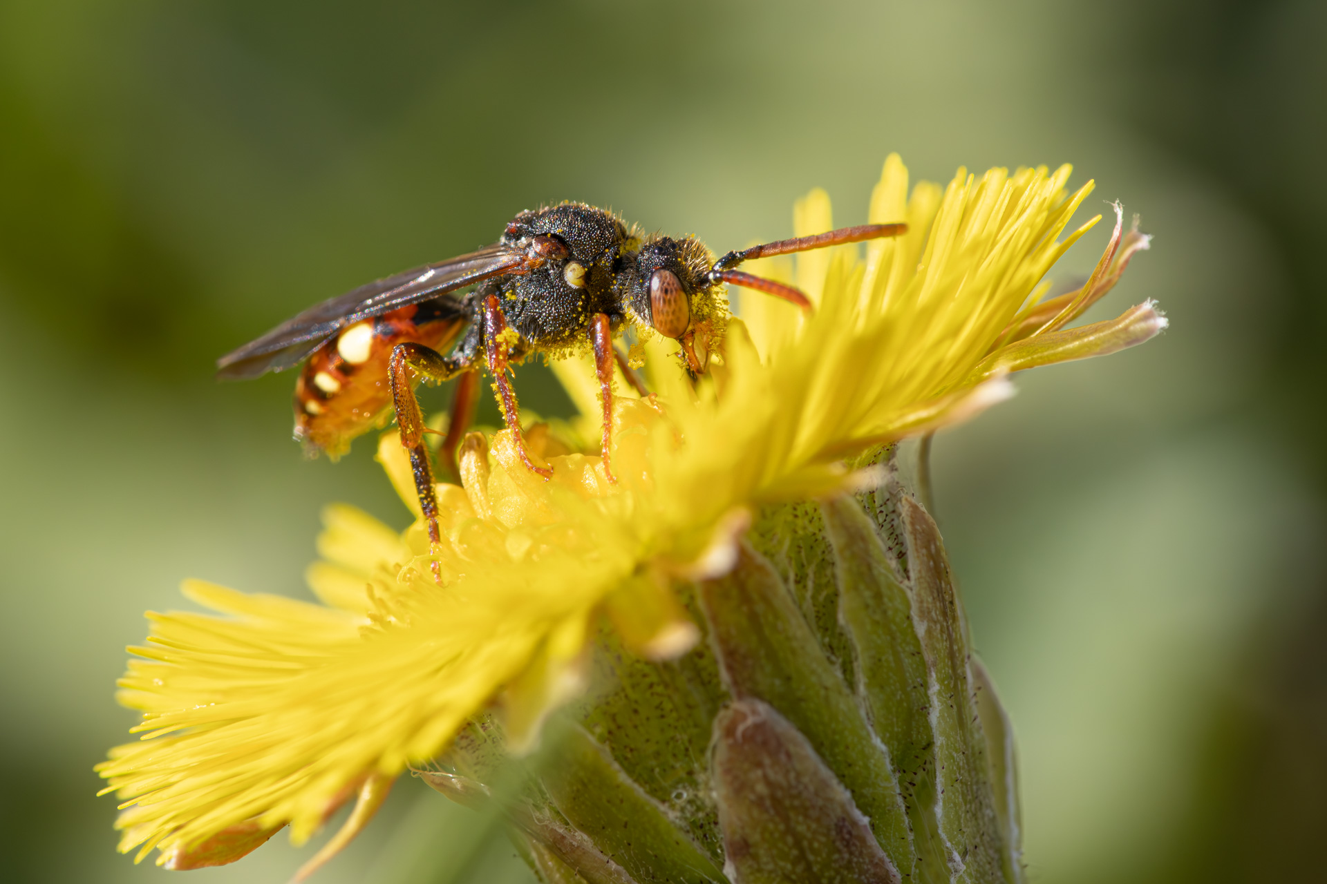 Forårshvepsebi - Hun