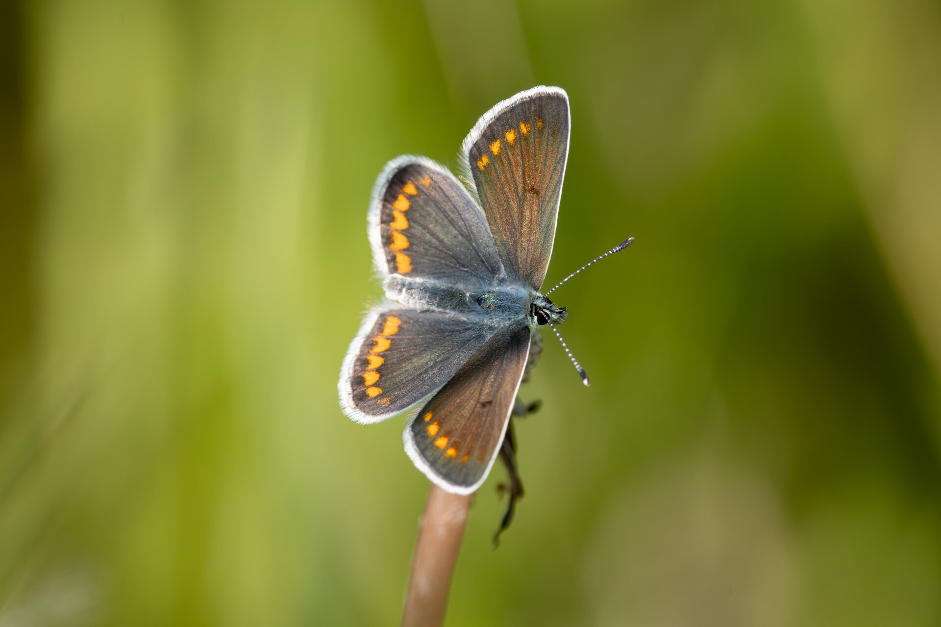 Rødplettet blåfugl