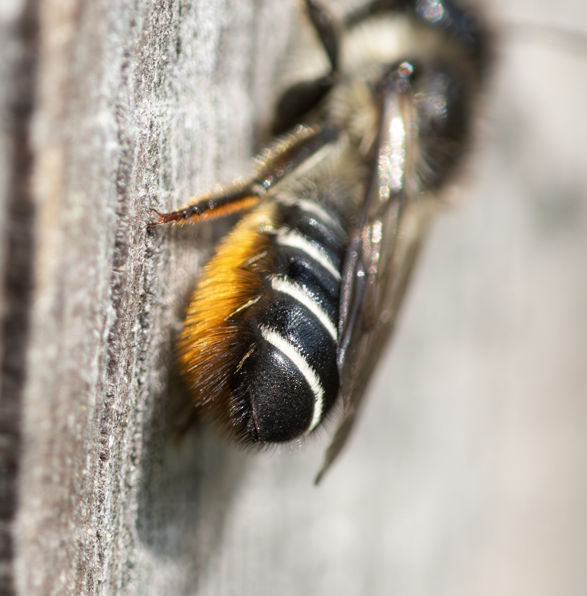 Gederamsbladskærerbi - Hun