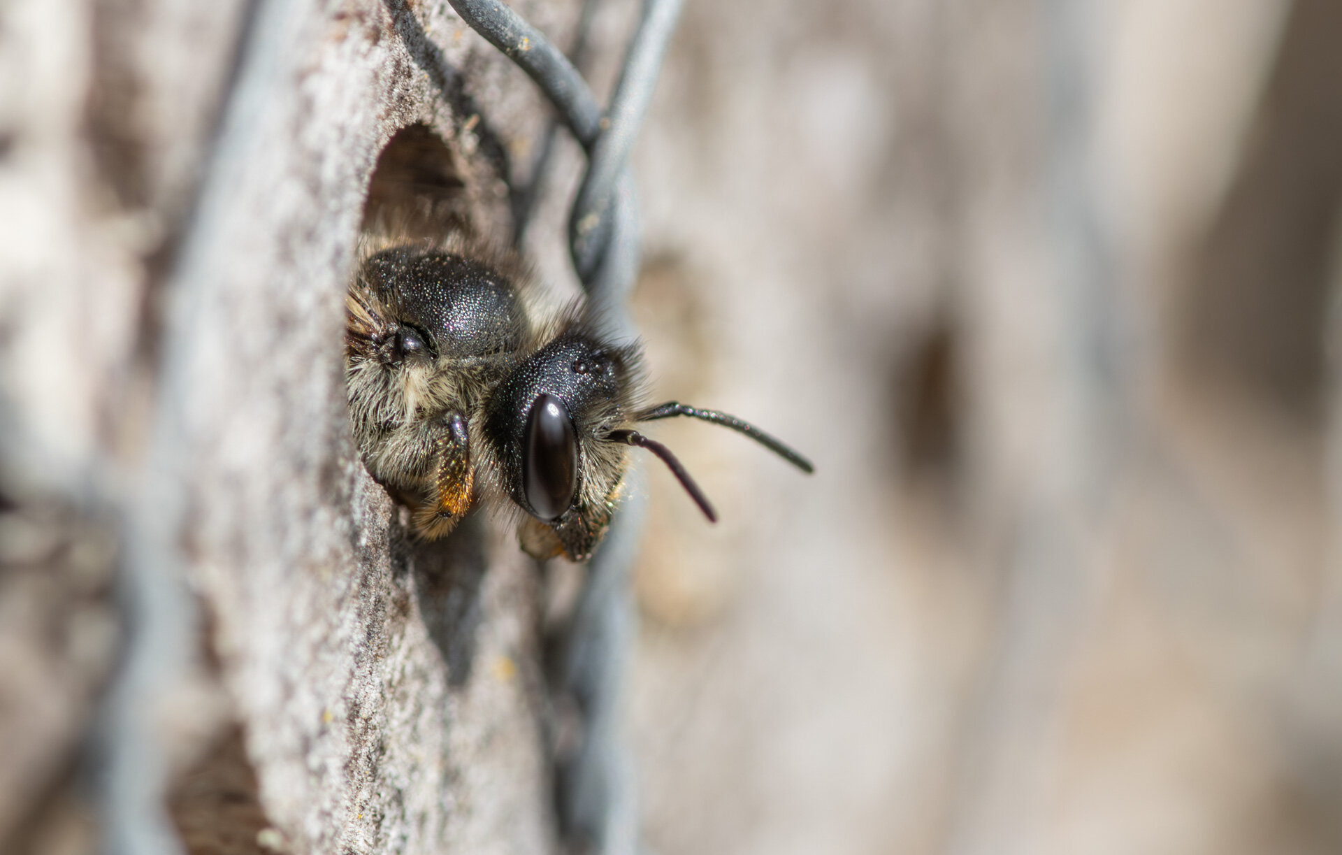 Gederamsbladskærerbi - Hun