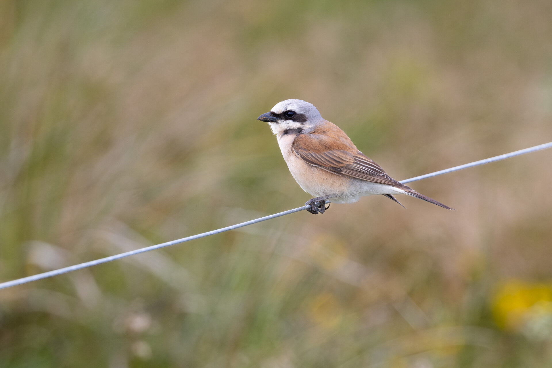 Rødrygget tornskade - Han