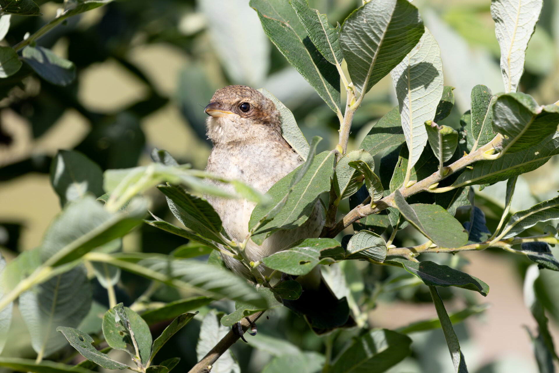Rødrygget tornskade - Unge