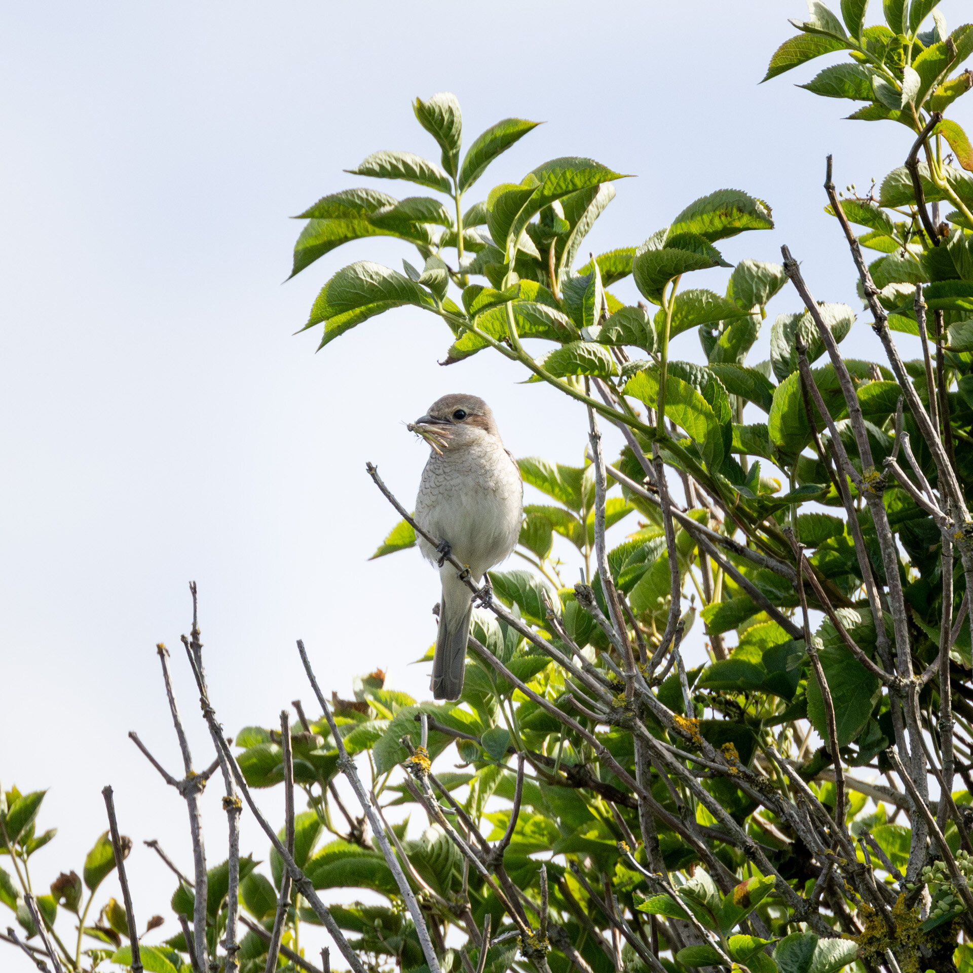 Rødrygget tornskade - Hun