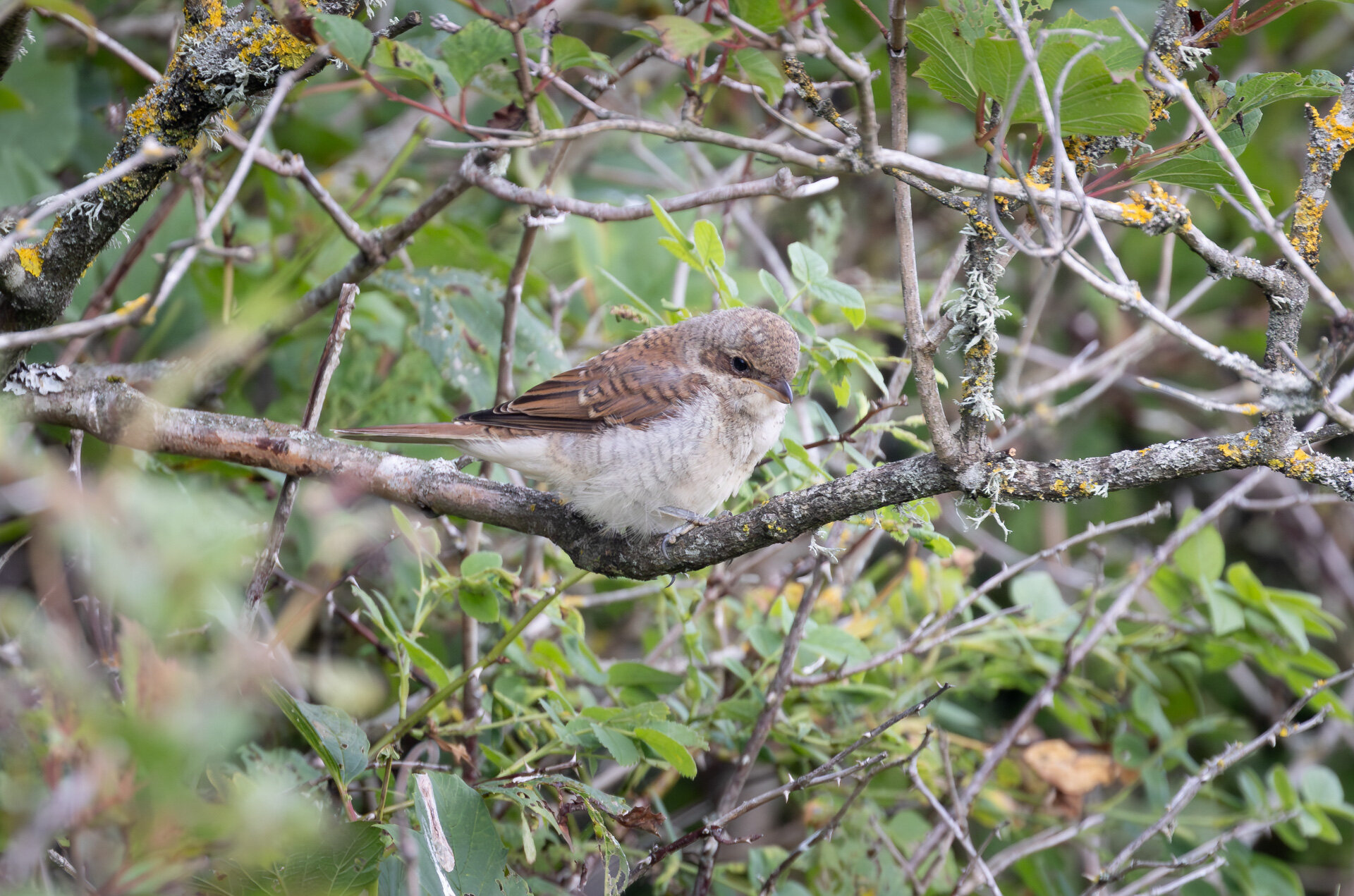 Rødrygget tornskade - Hun