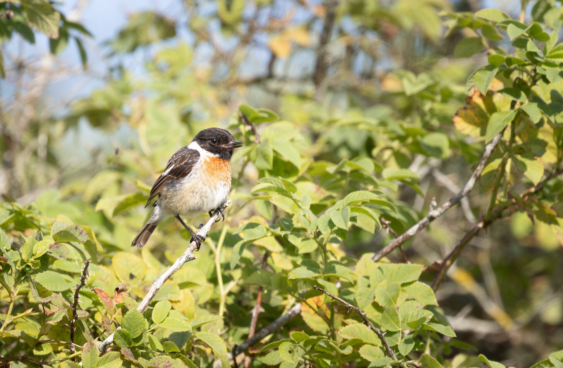 Sortstrubet bynkefugl - Han