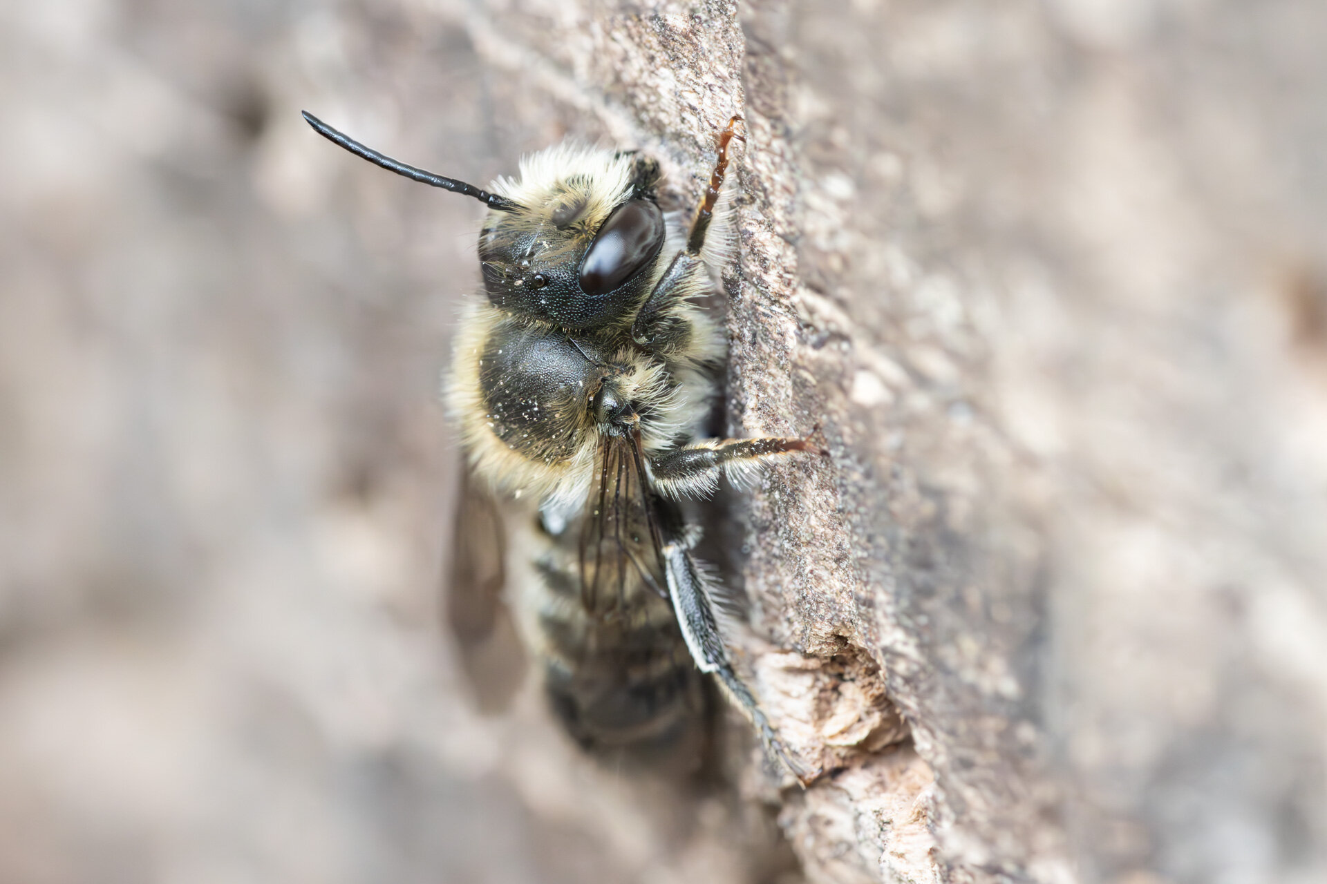 Flerfarvet bladskærerbi - Han