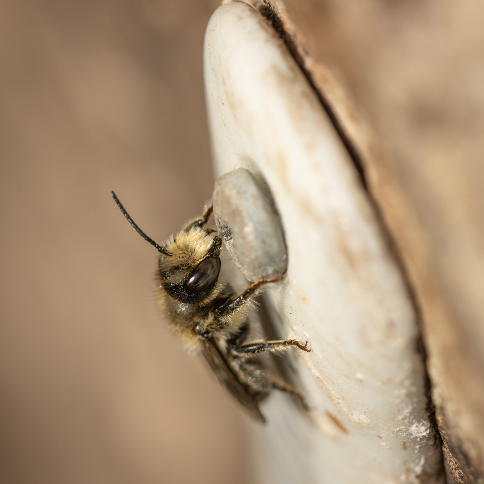 Flerfarvet bladskærerbi - Han