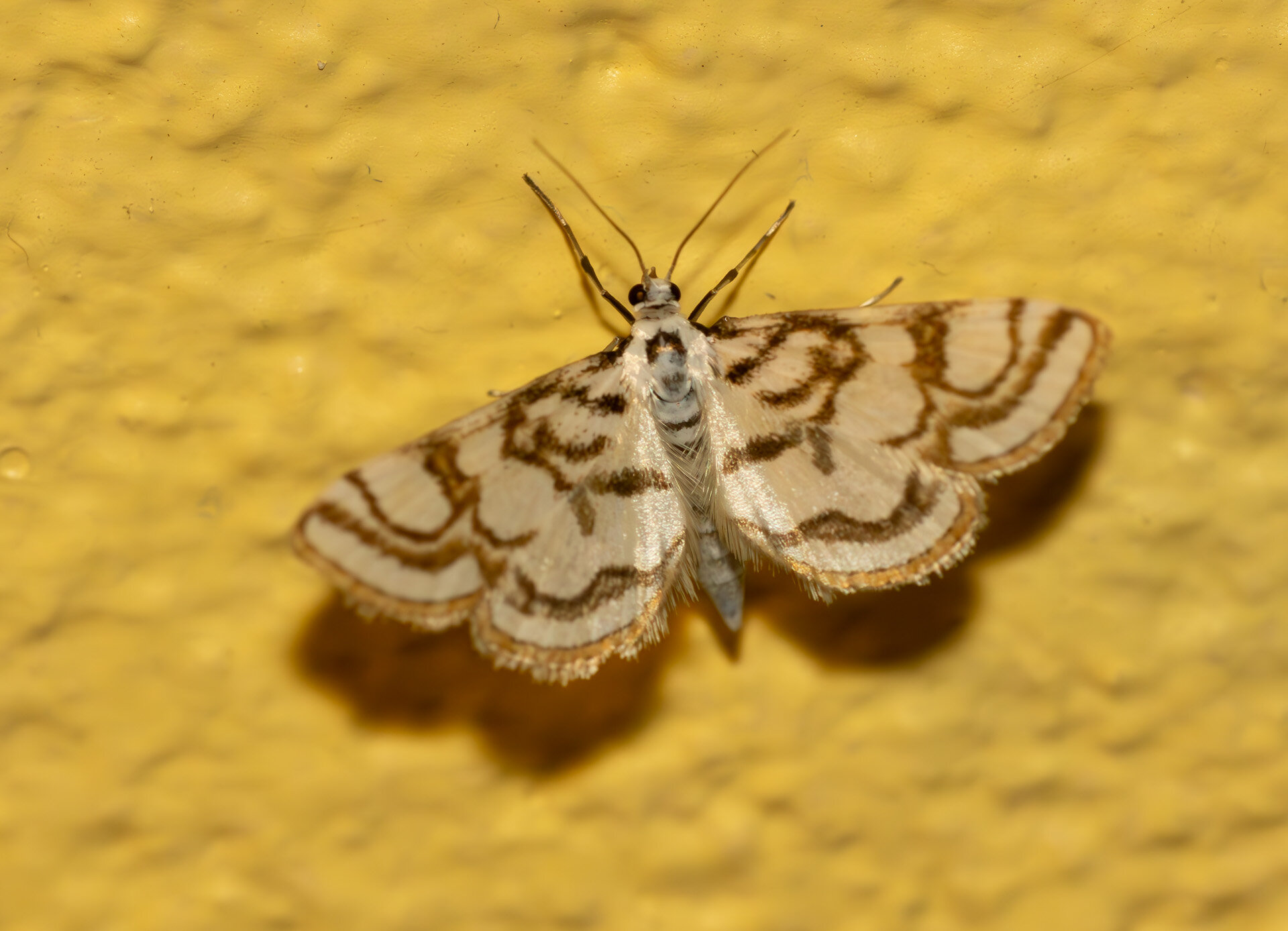 Lille porcelænsmøl