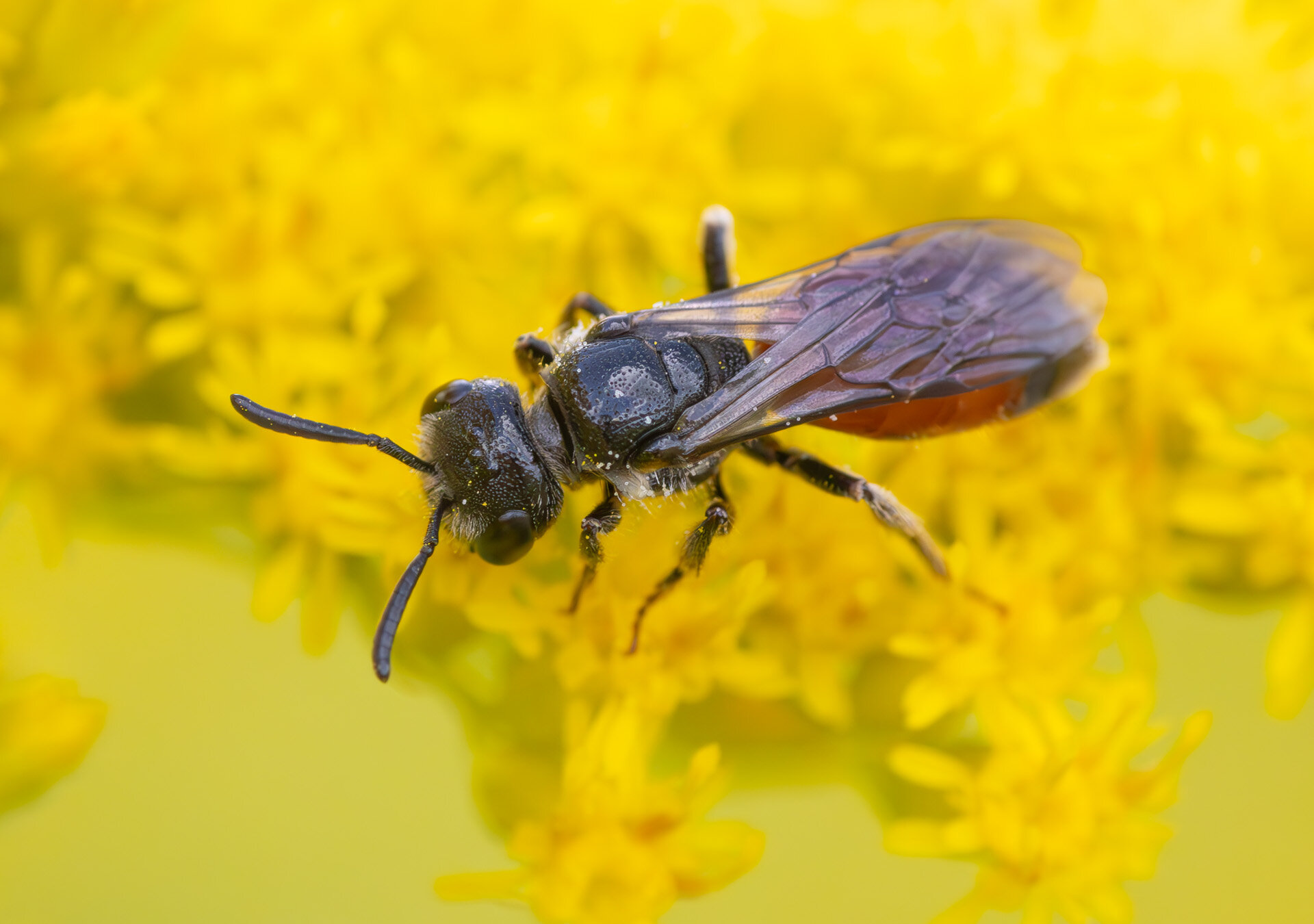 Bred klintblodbi - Hun