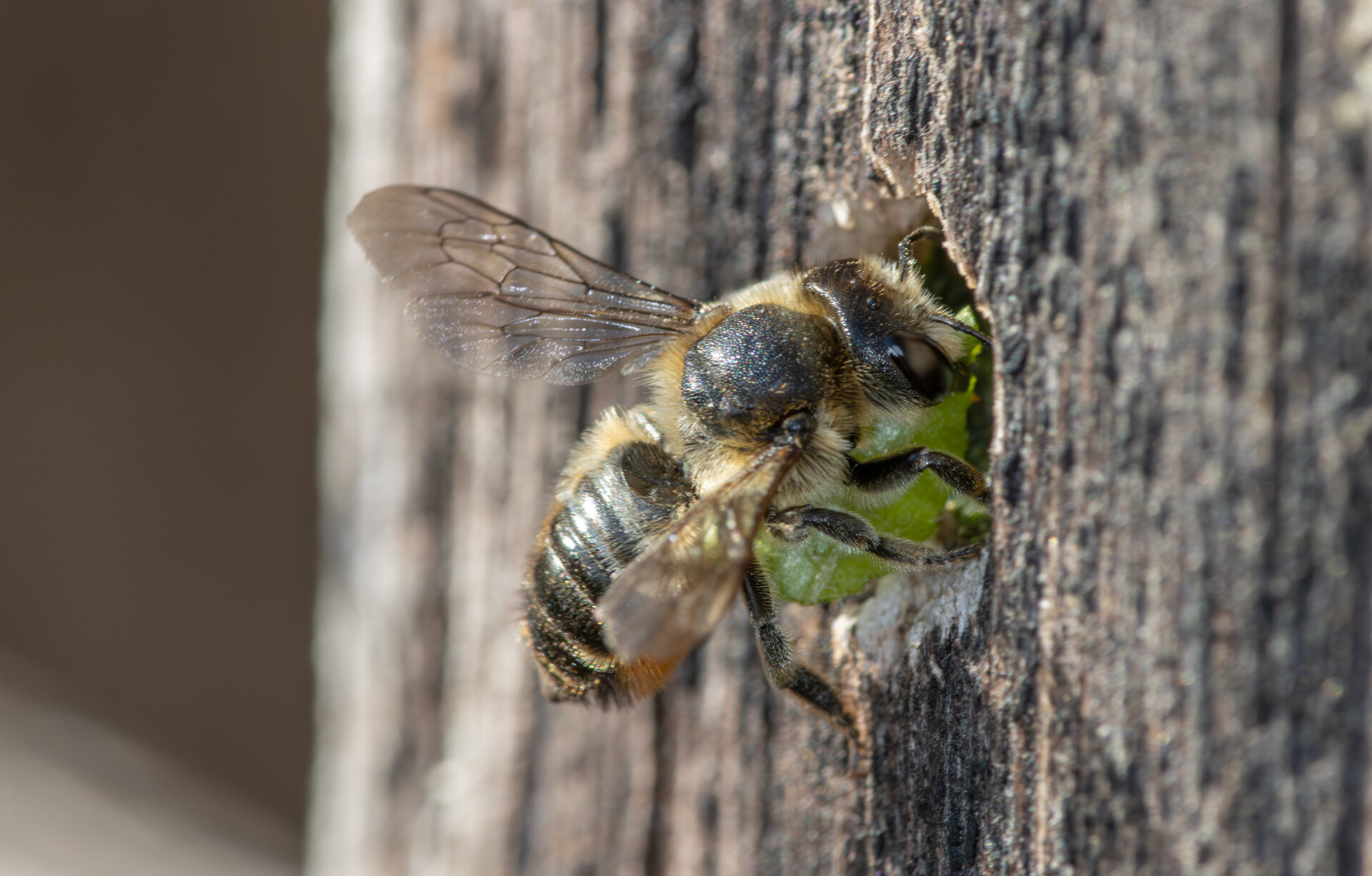 Træboende bladskærerbi - Hun