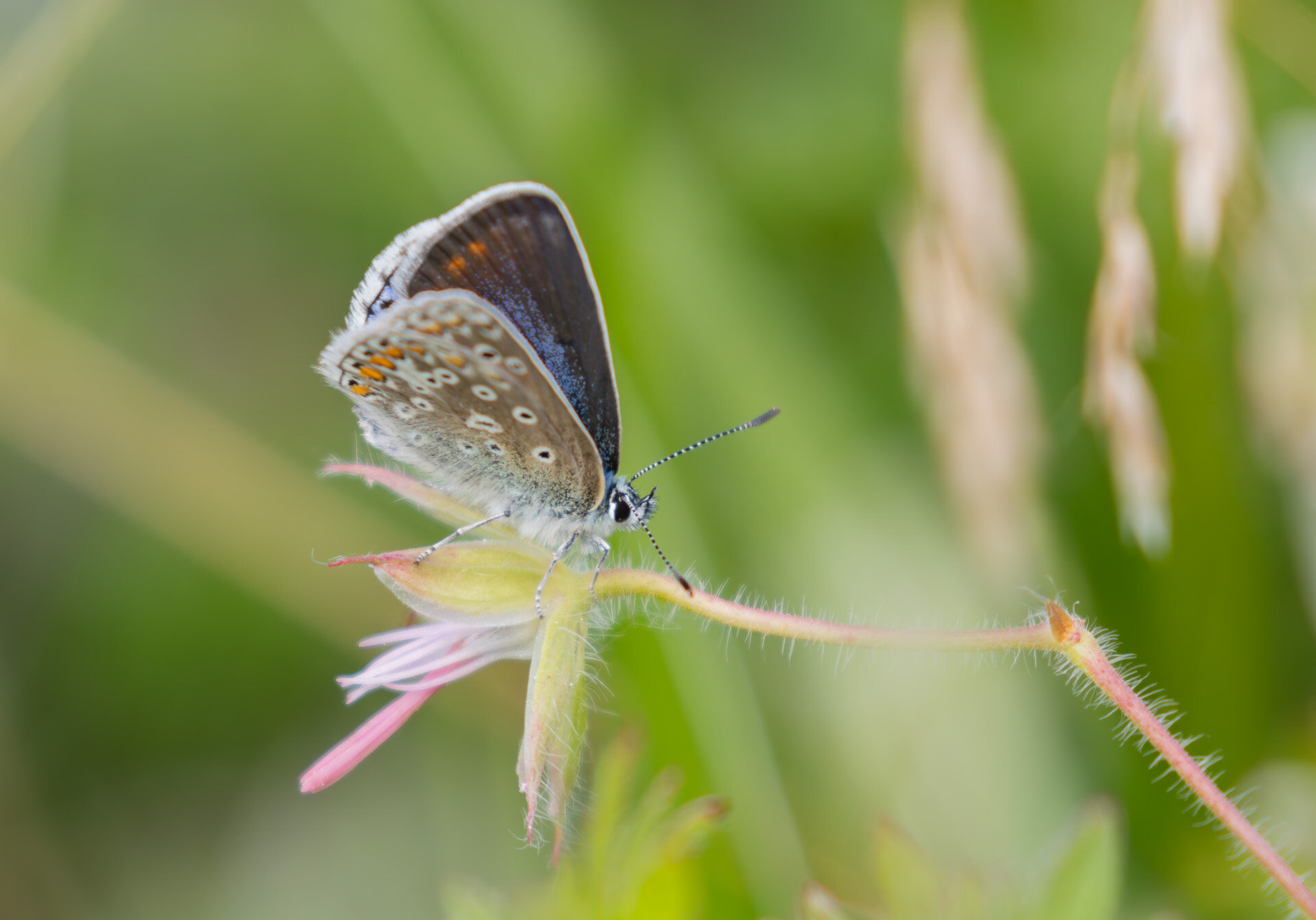 Foranderlig blåfugl - Hun