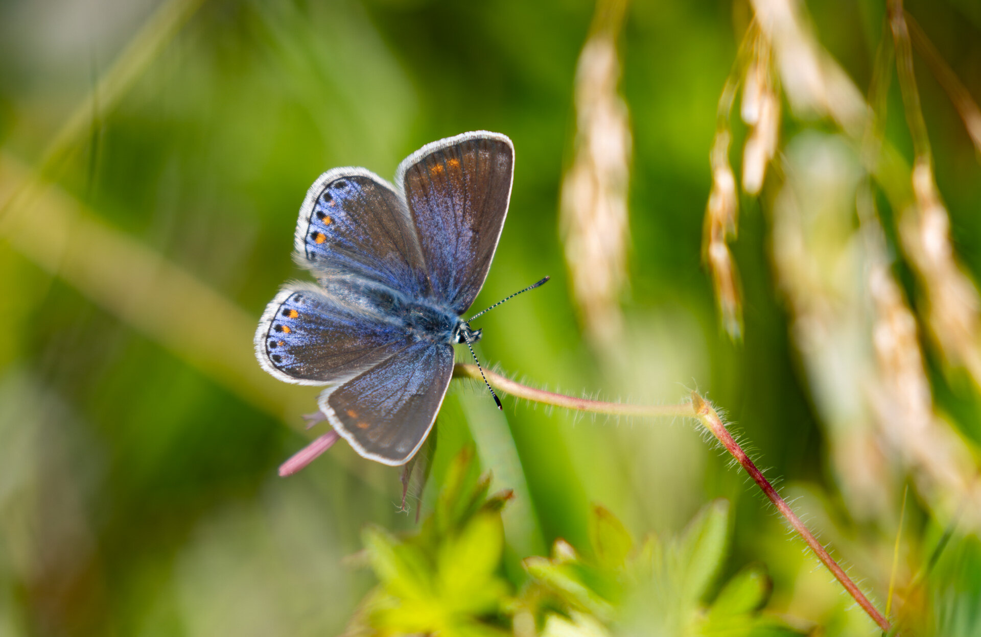 Foranderlig blåfugl - Hun