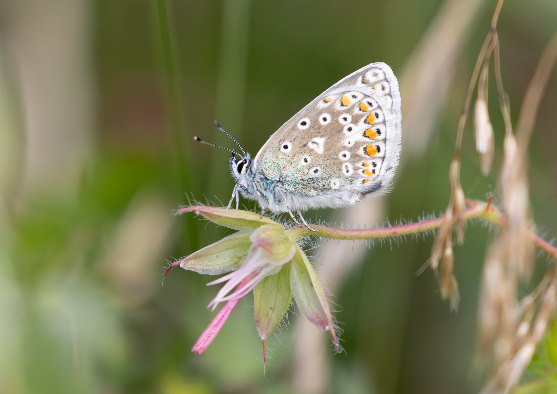 Foranderlig blåfugl - Hun