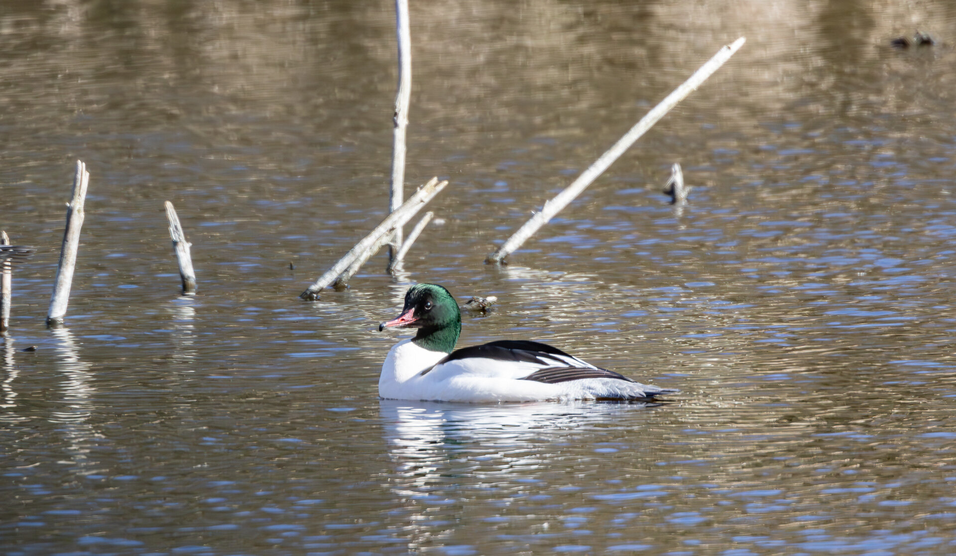 Stor skallesluger - Hun