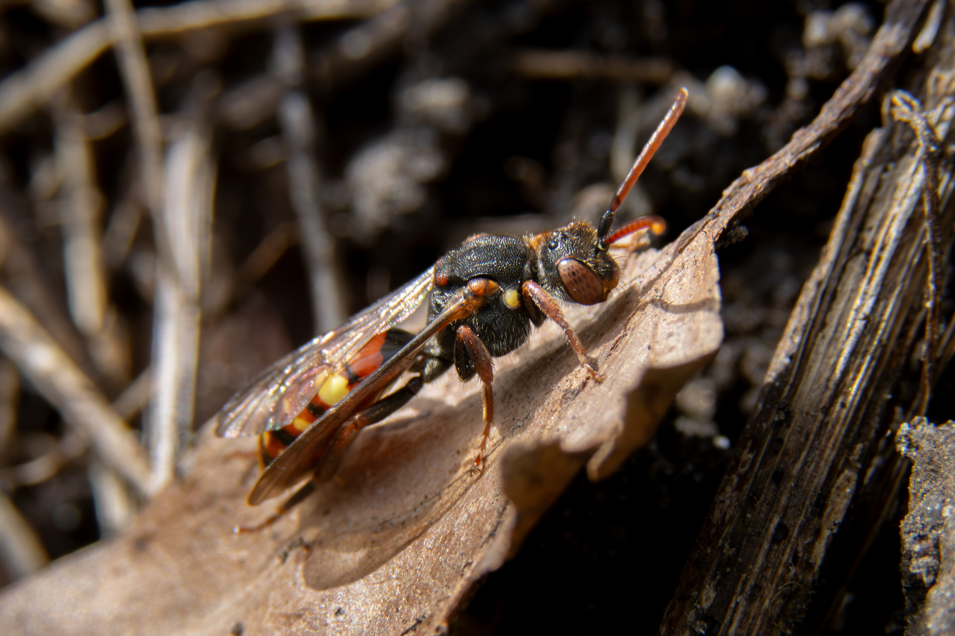 Forårshvepsebi - Hun