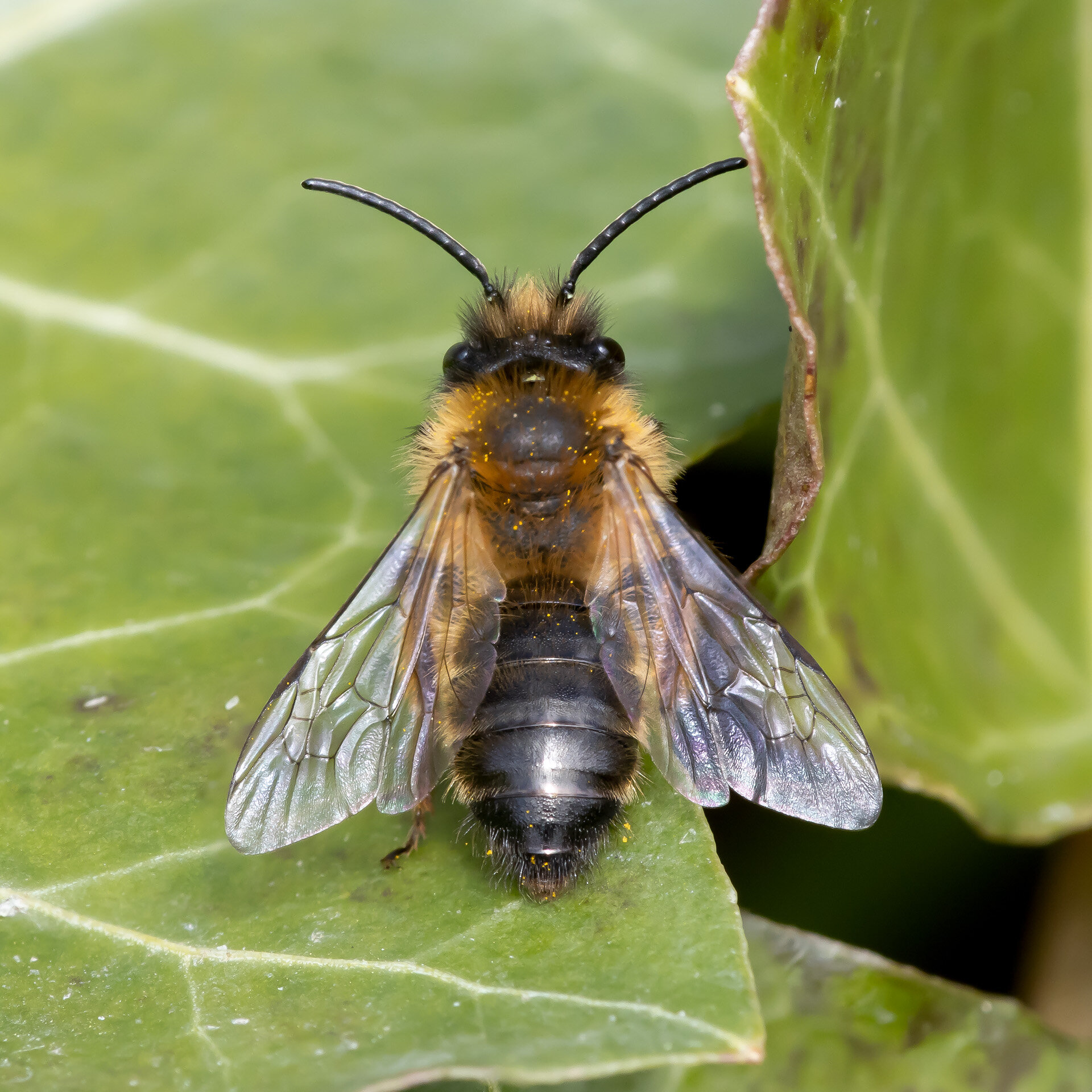 Sortbrun jordbi - Han