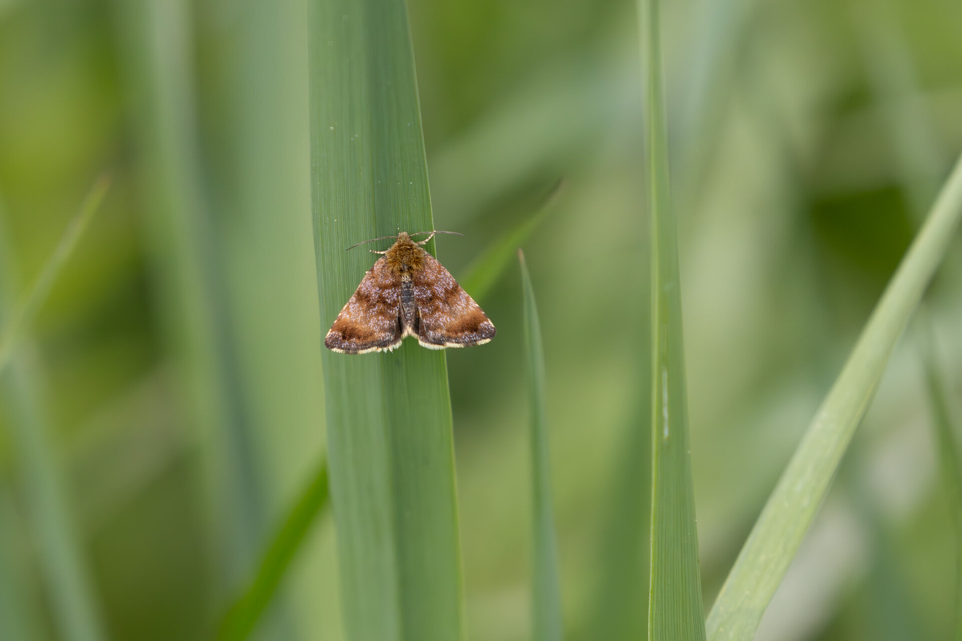 Hønsetarm-glansugle