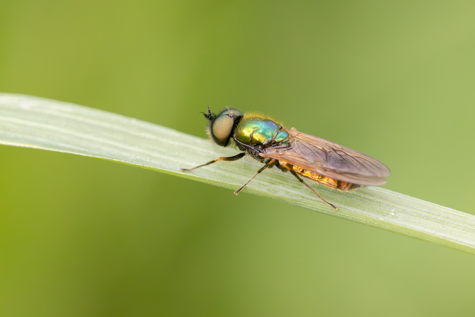 Grøn våbenflue - Han