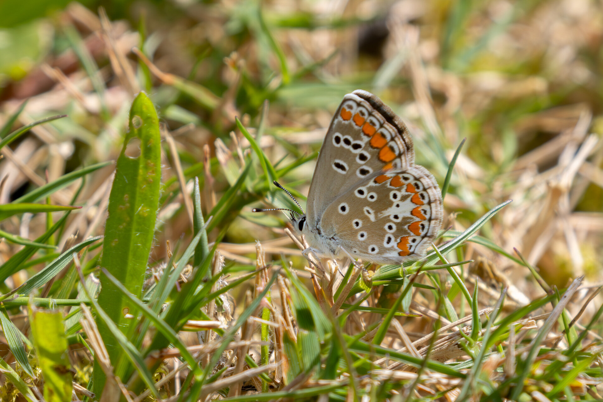 Rødplettet blåfugl