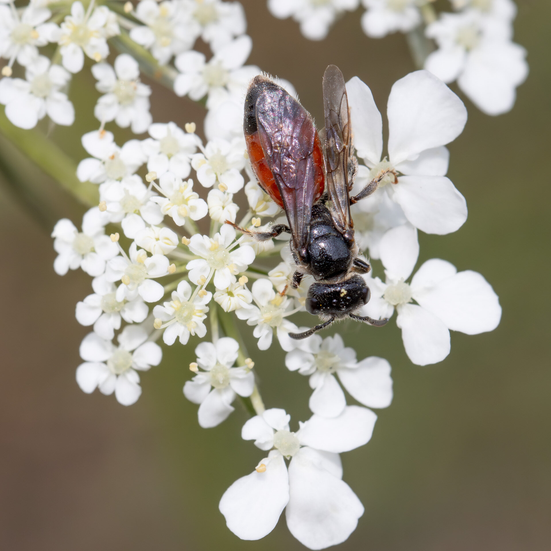 Græslandblodbi - Hun