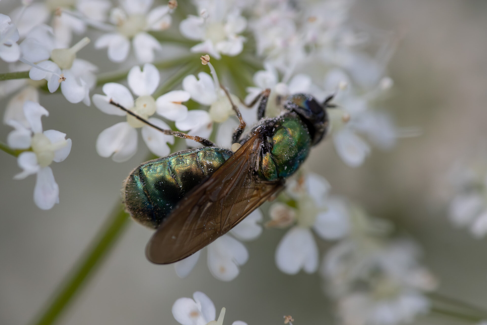 Grøn våbenflue - Hun