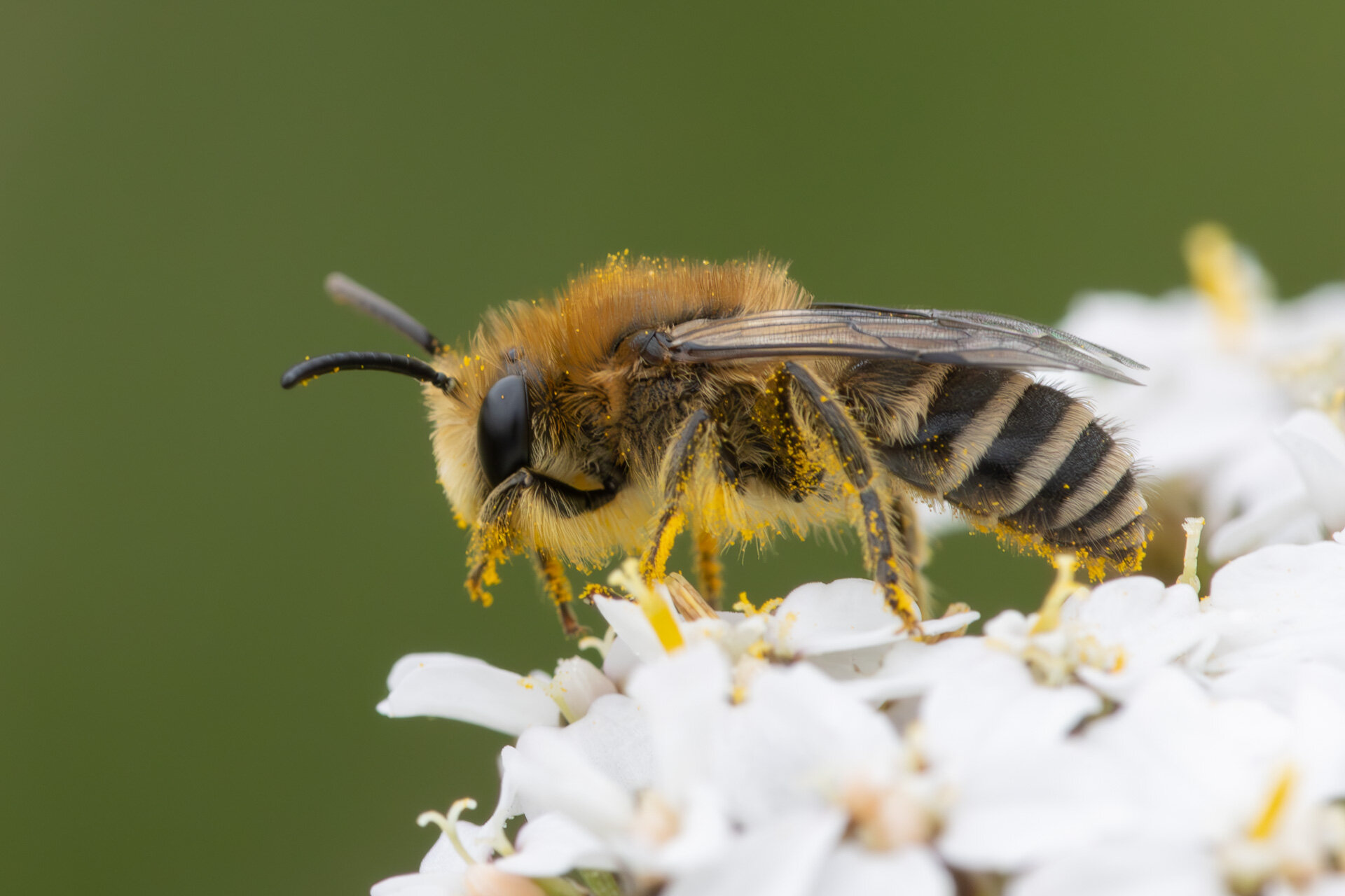 Murbier eller murerbier?