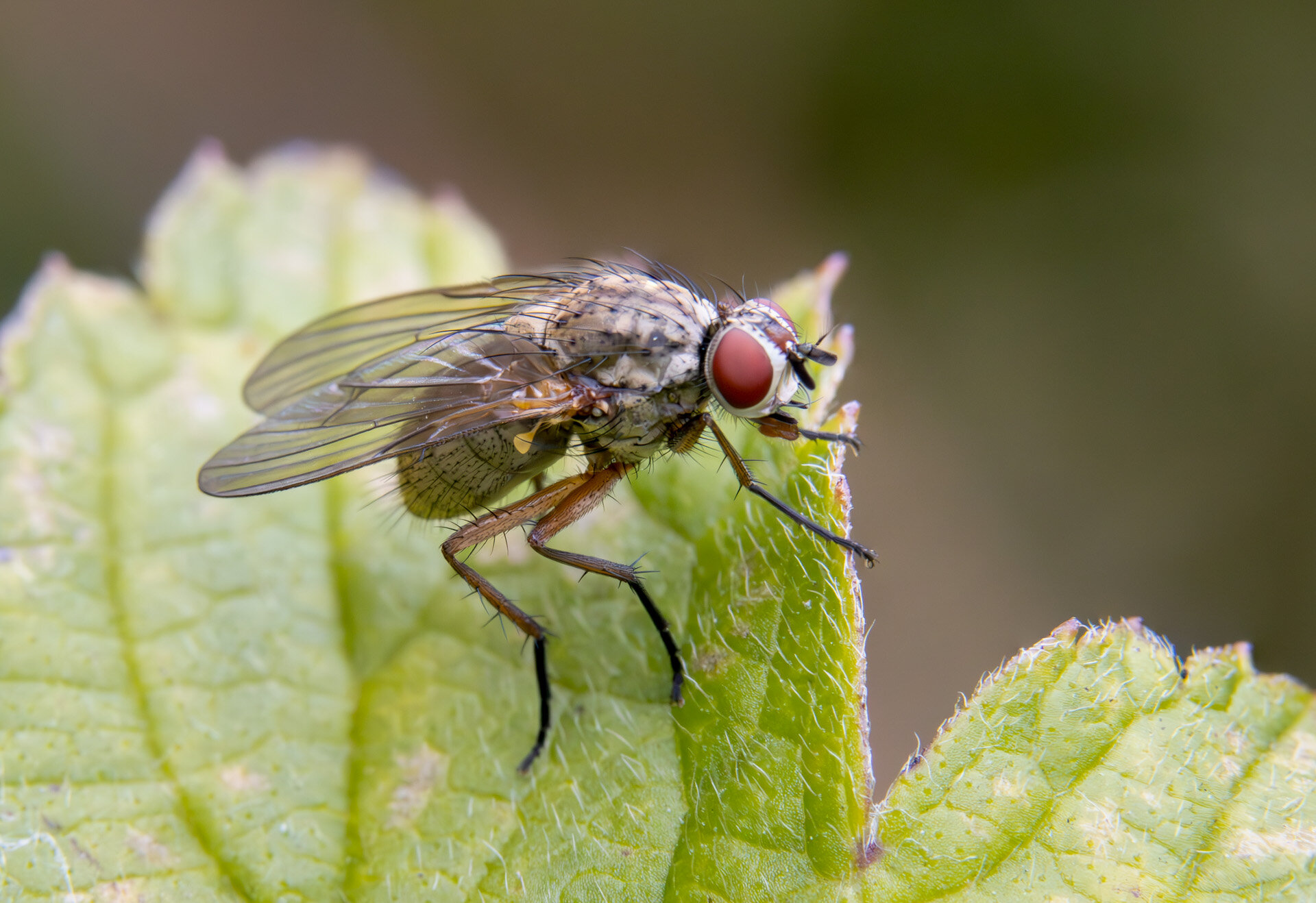 Hydrophoria linogrisea - Hun