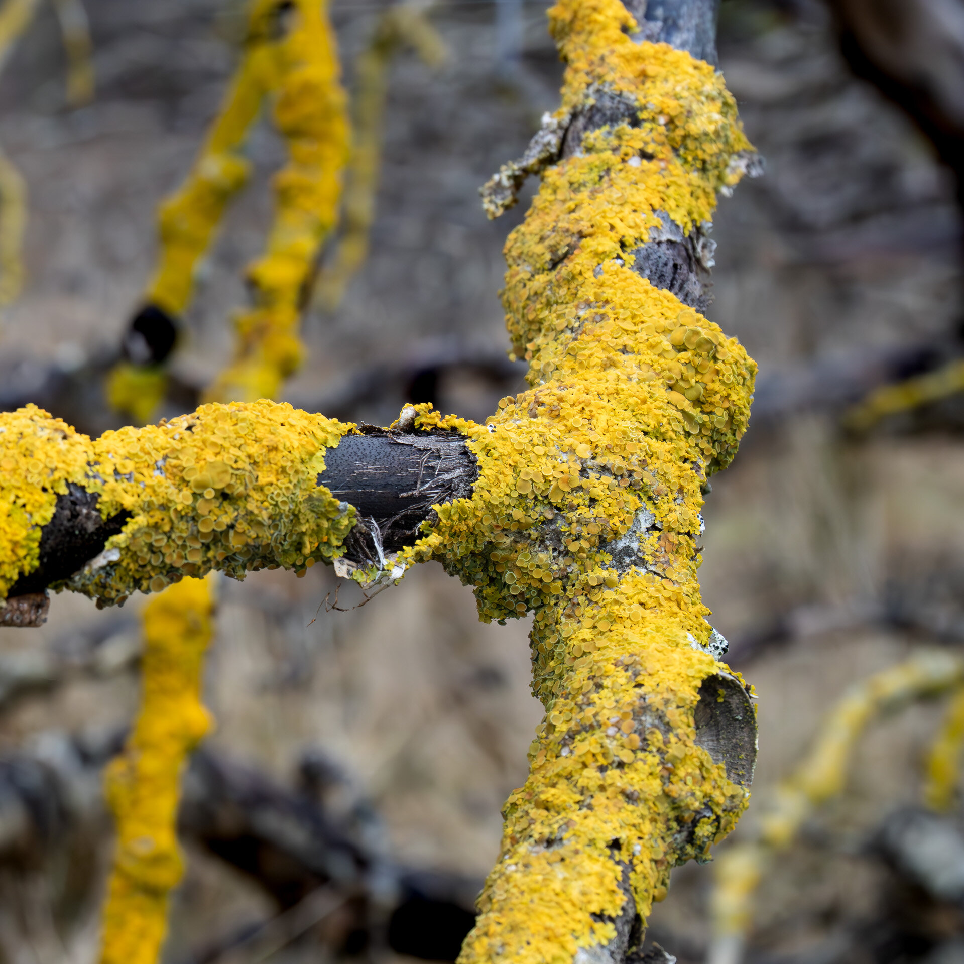 Almindelig væggelav