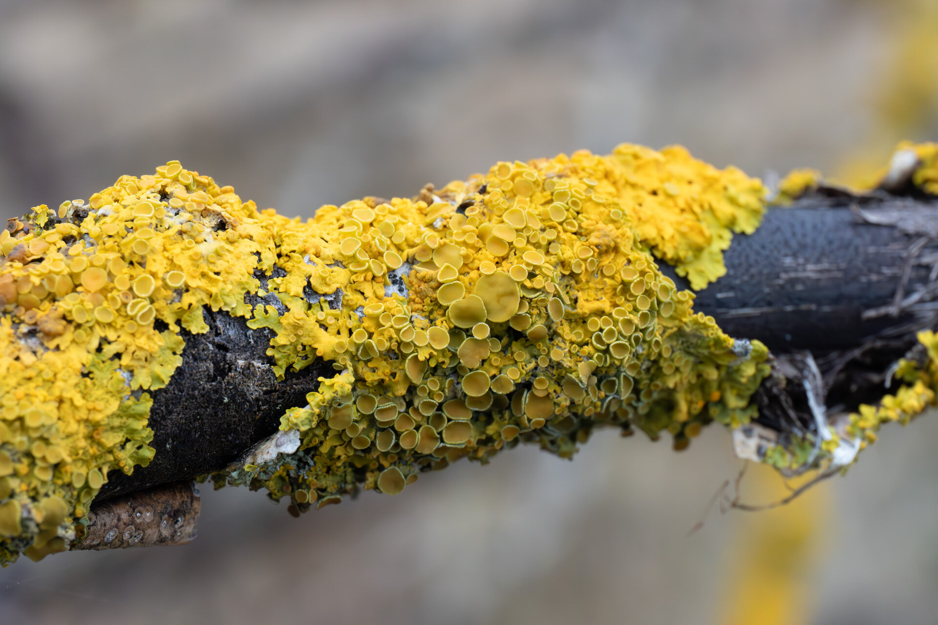 Almindelig væggelav