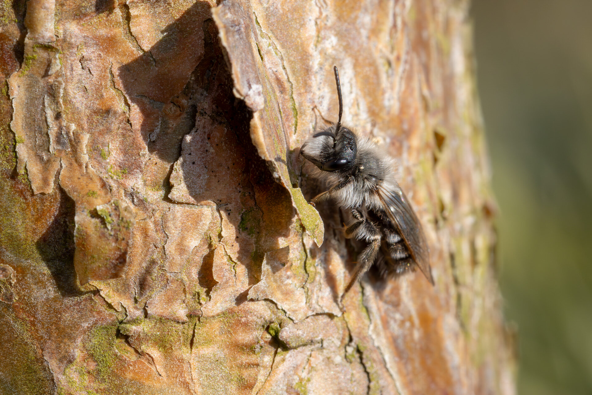 Hvidbrystet jordbi - Han