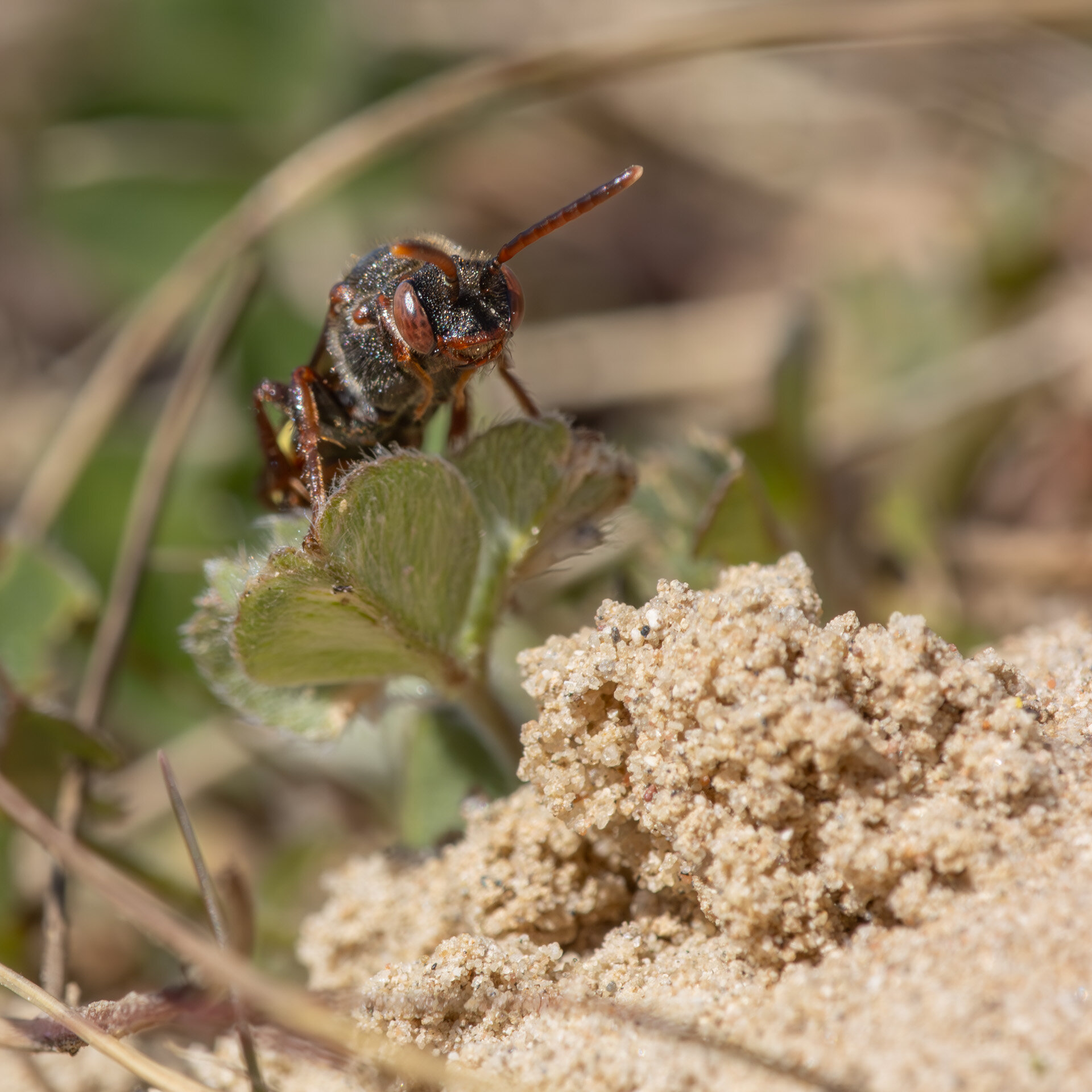 Tidlig hvepsebi - Hun
