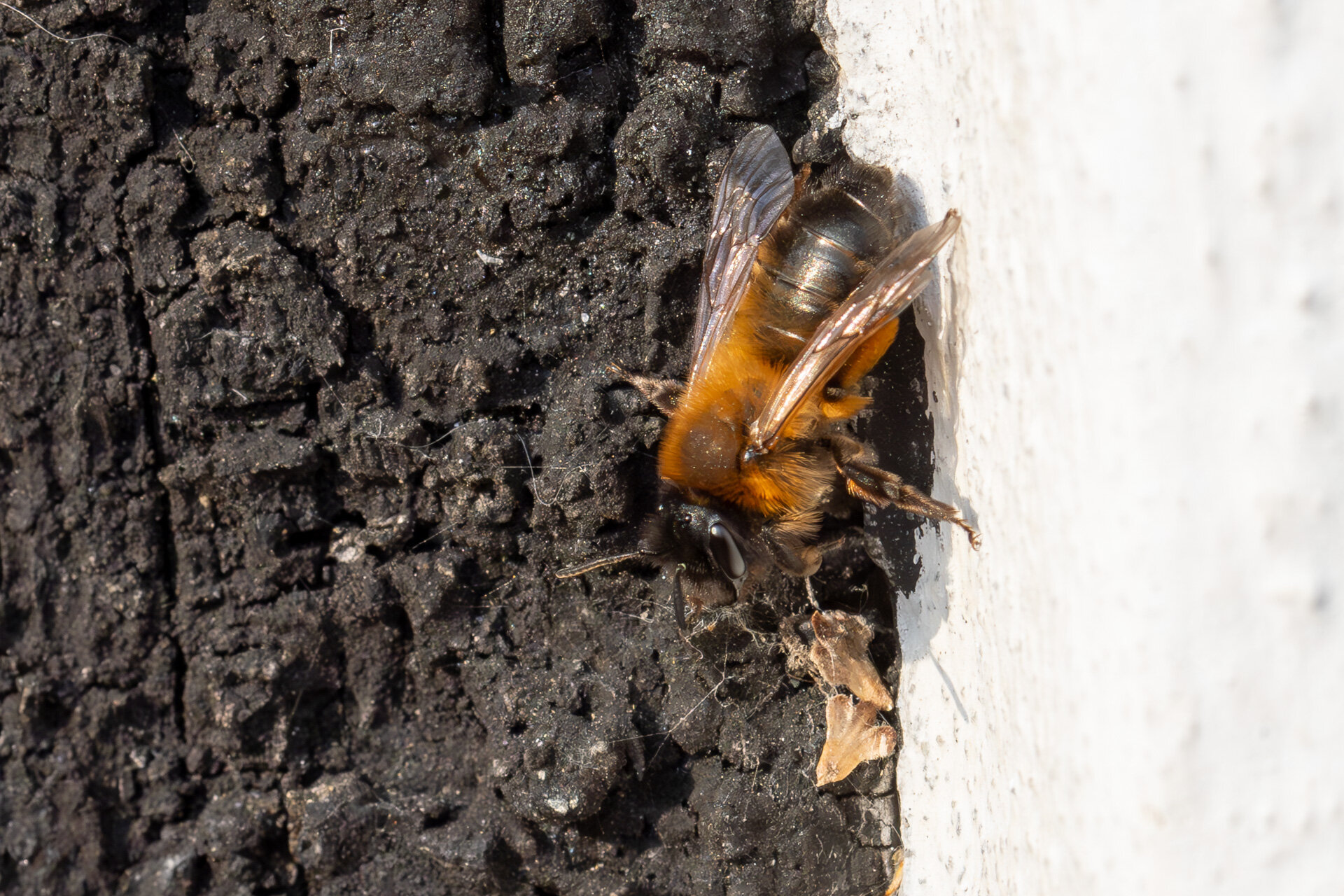 Sortbrun jordbi - Hun