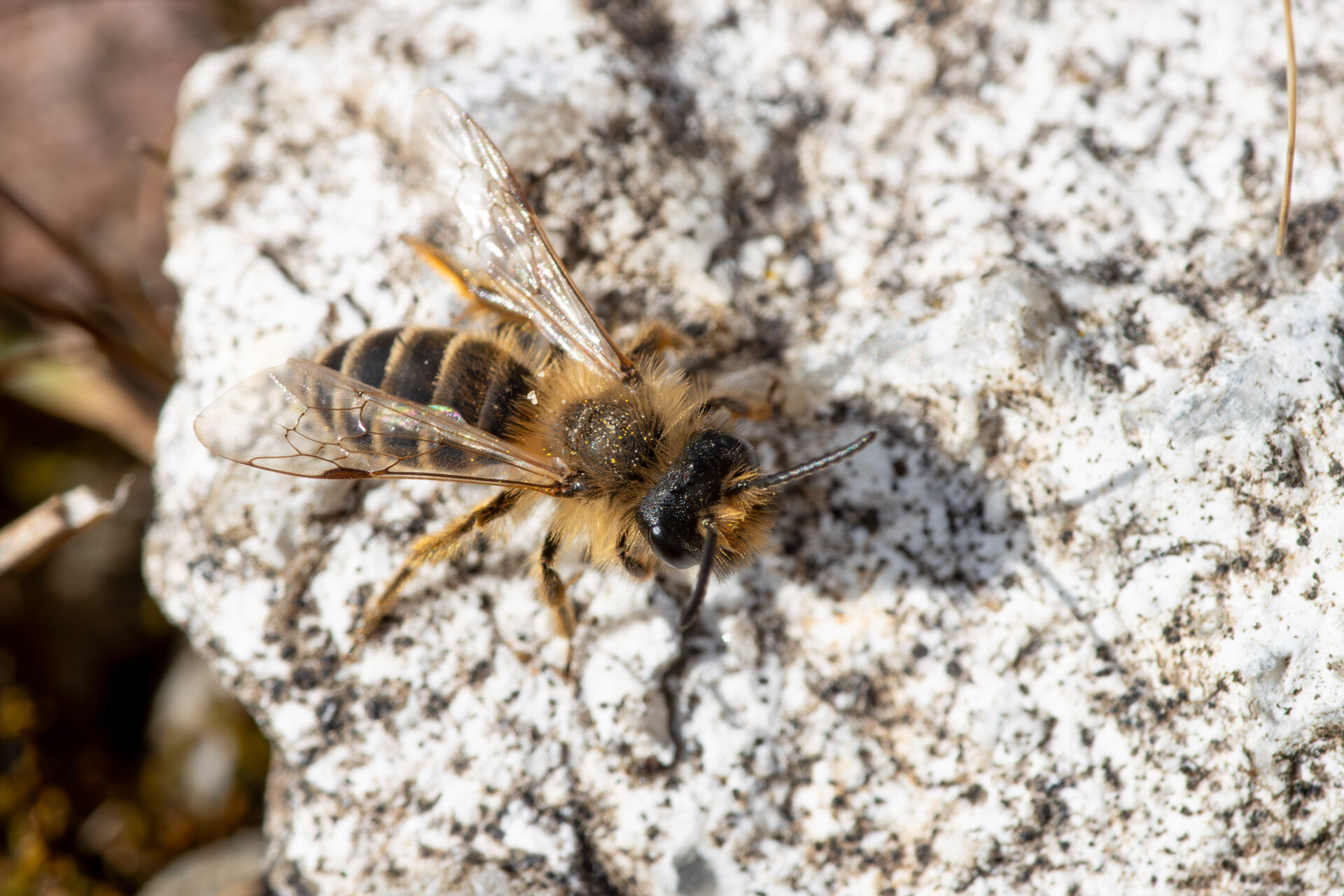 Gulbåndet jordbi - Han