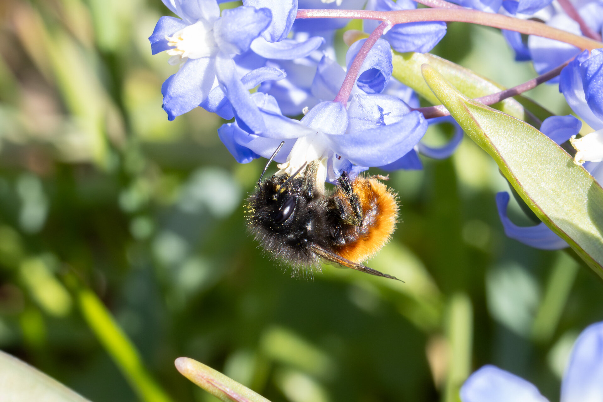 Tidlig murerbi - Hun