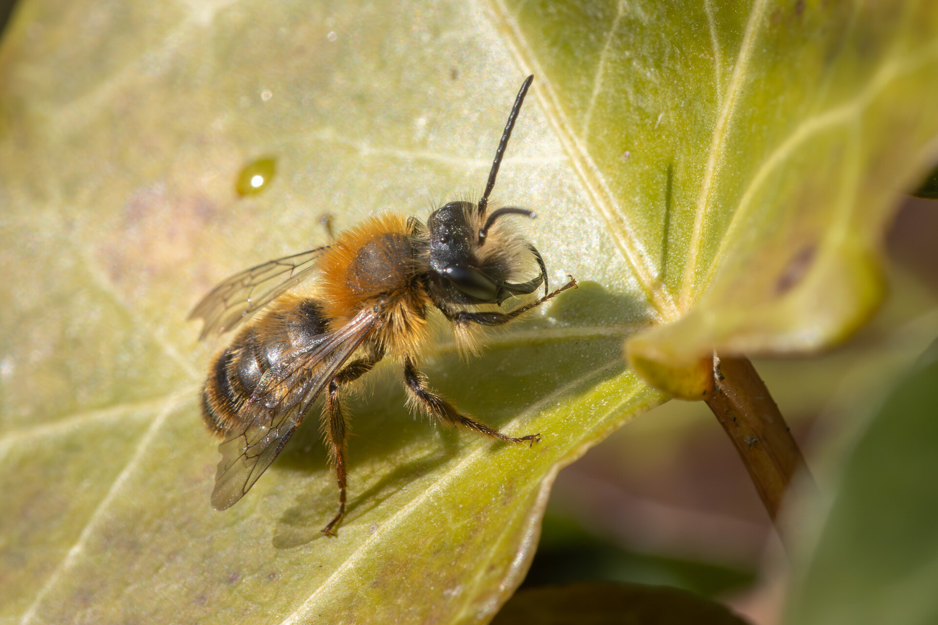 Rødpelset jordbi - Han